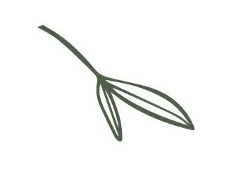 Drawing of an olive branch with leaves.