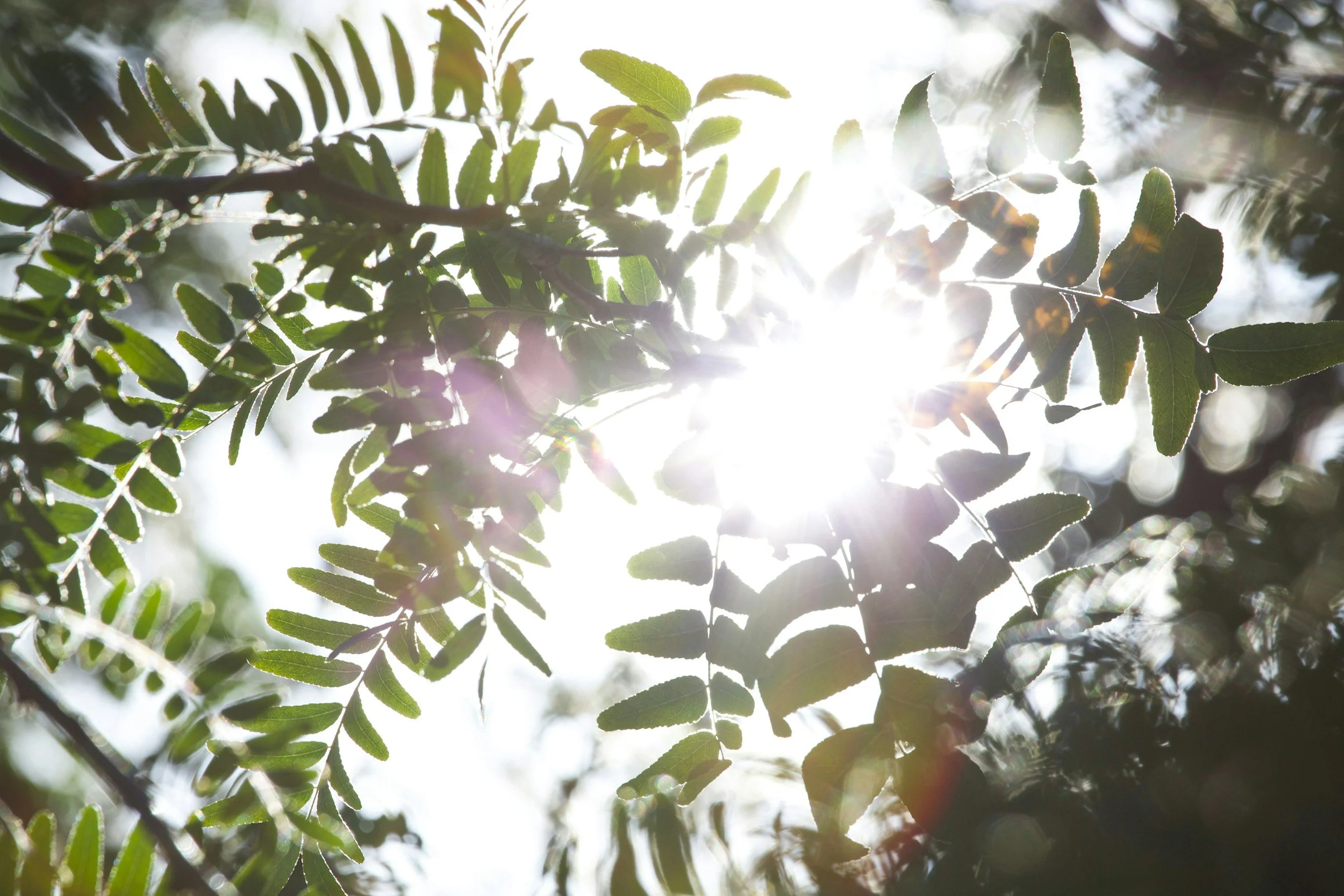 Leafy fronds with the sunlight shining through them