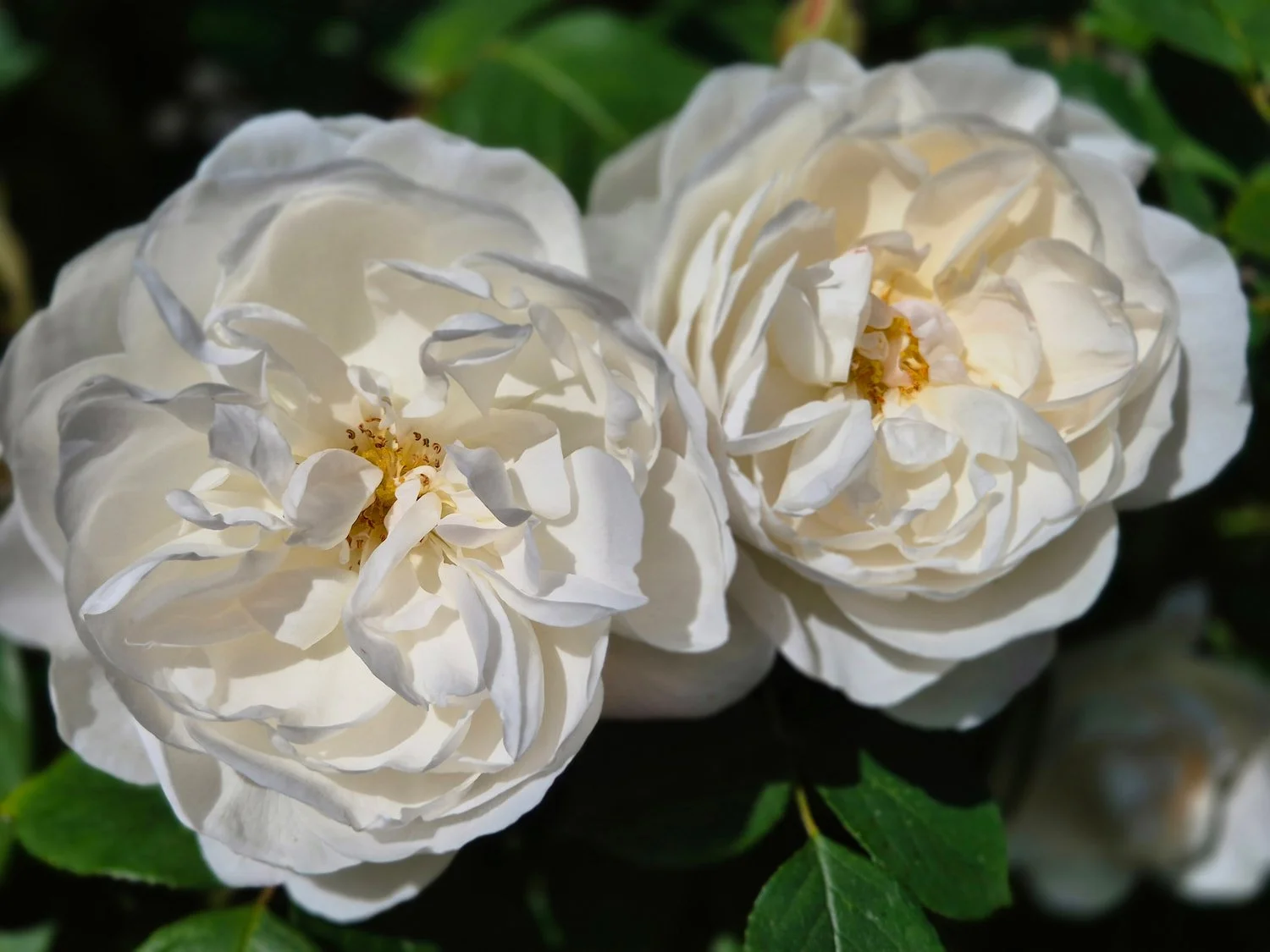 A close-up of a pale pink and white David Austin Desdemona rose blooming in a summer garden.