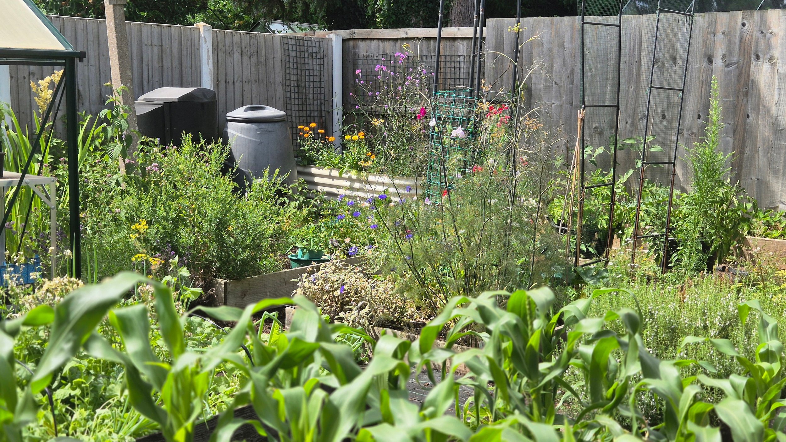 A view of an allotment garden during a July summer drought