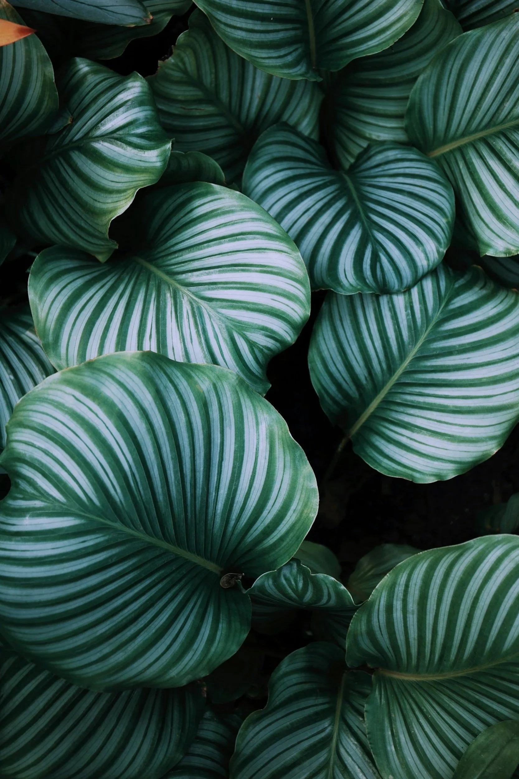 Close-up of large green leaves with white stripe patterns.