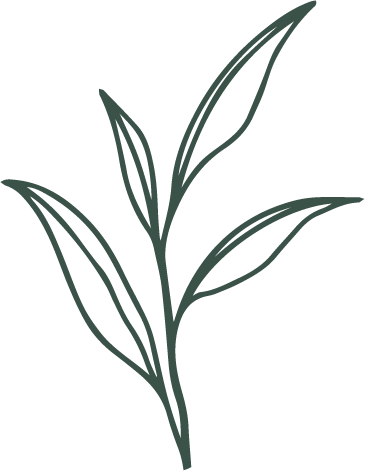 Simple line drawing of a plant with multiple leaves.