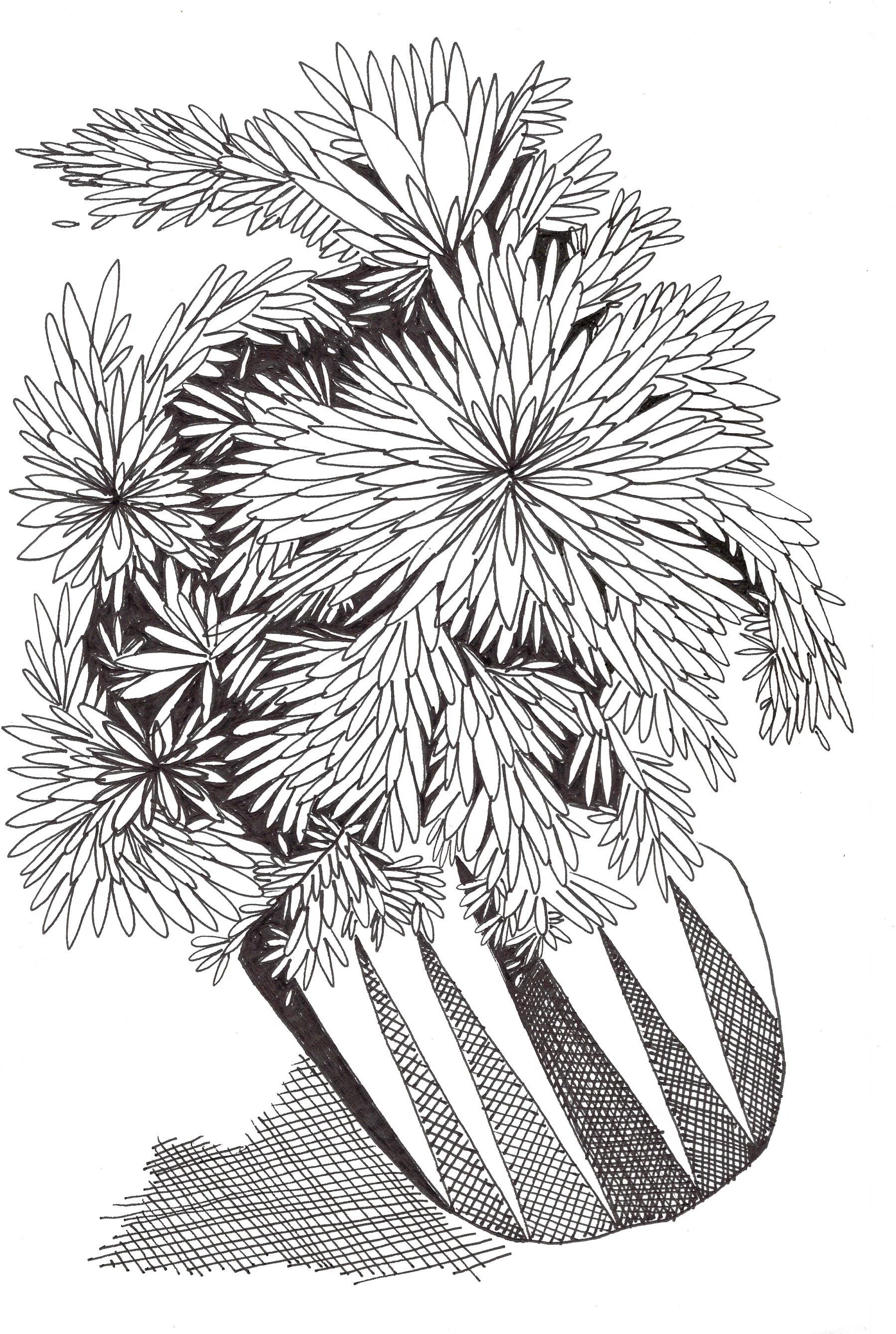 Crysanthimum_BW.jpg
