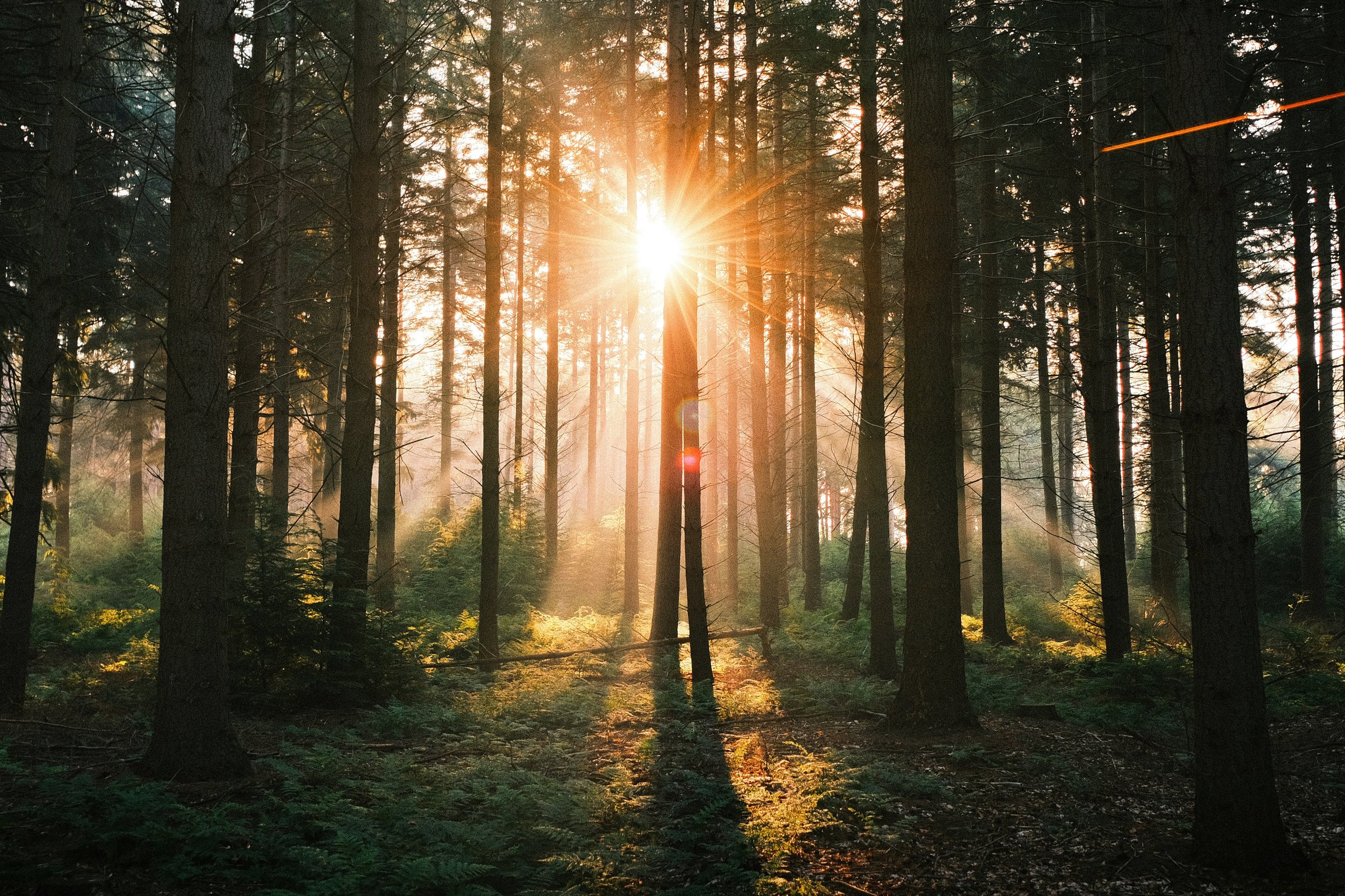 Foret avec le soleil couchant ou levant passant à travers les arbres, créant des rayons de lumière et une ambiance sereine.