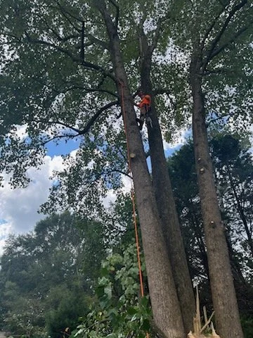 Tree climber in orange safety gear cutting branches with a chainsaw, high above the ground.