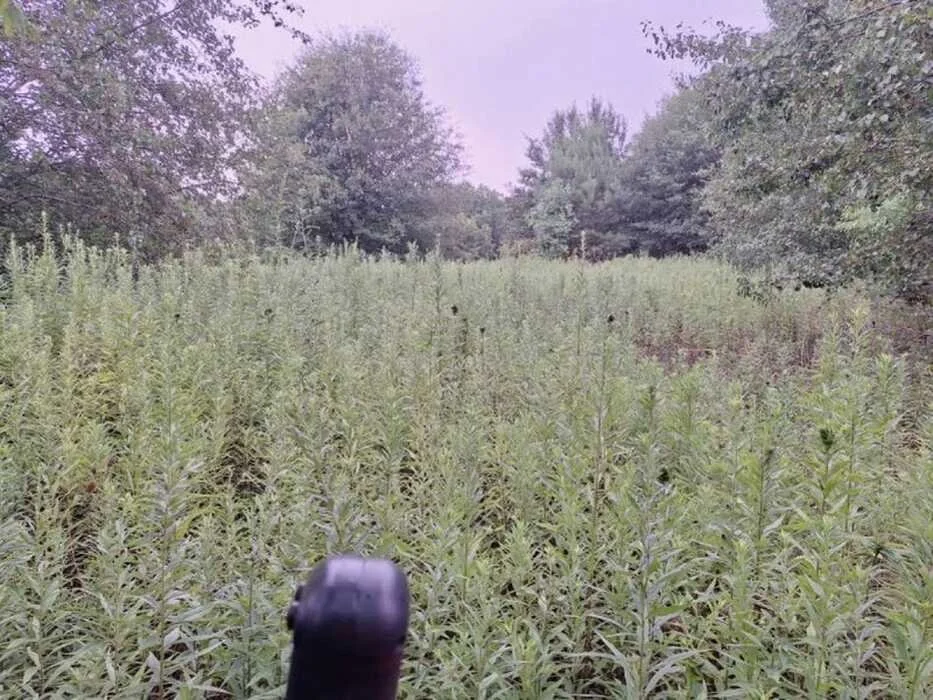 A field of tall green plants with a forest in the background, seen from a camera held at the bottom of the frame.