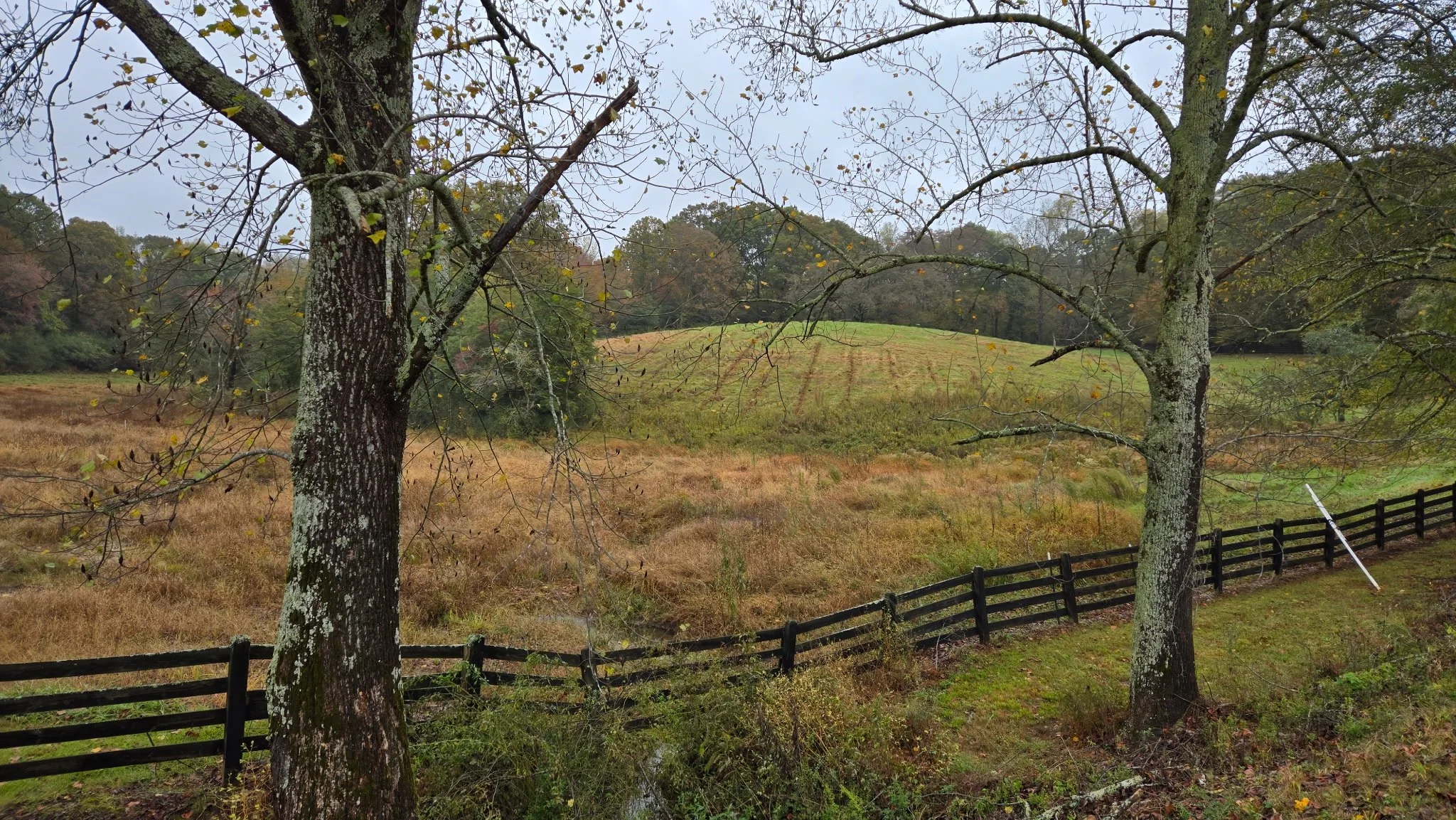 A rural landscape with two large, leafless trees in the foreground, a wooden fence running along the bottom, a grassy hill in the background, and an overcast sky.