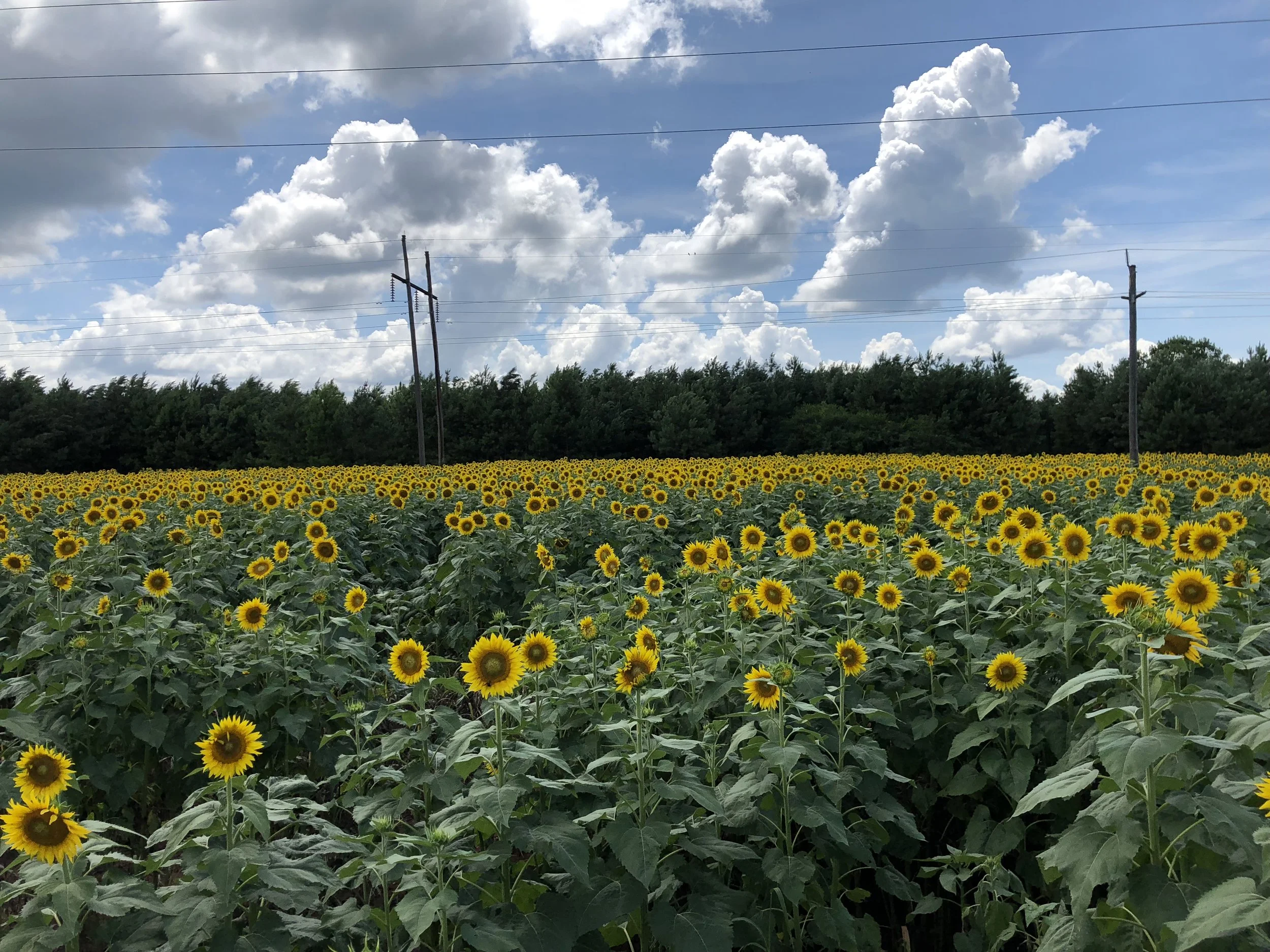Field of blooming sunflowers with a row of trees and electrical poles in the background, under a partly cloudy sky.
