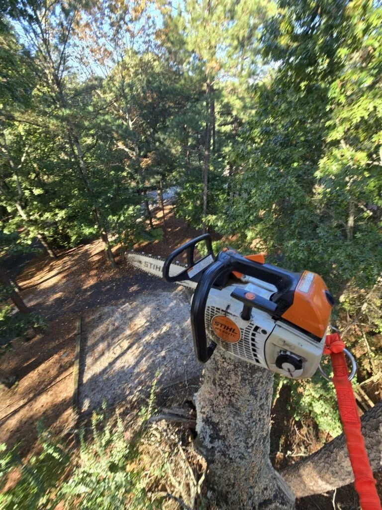 A chainsaw is embedded in a tree trunk in a wooded area, with green foliage and sunlight filtering through the trees.