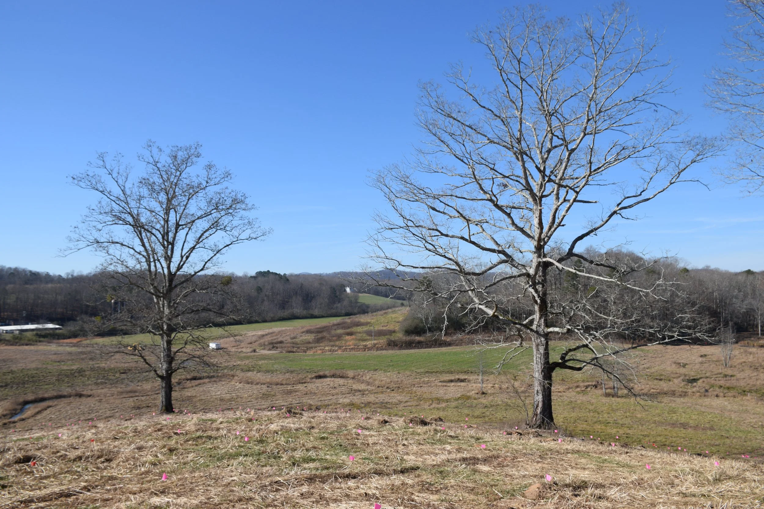 A rural landscape with leafless trees, open fields, and a clear blue sky.