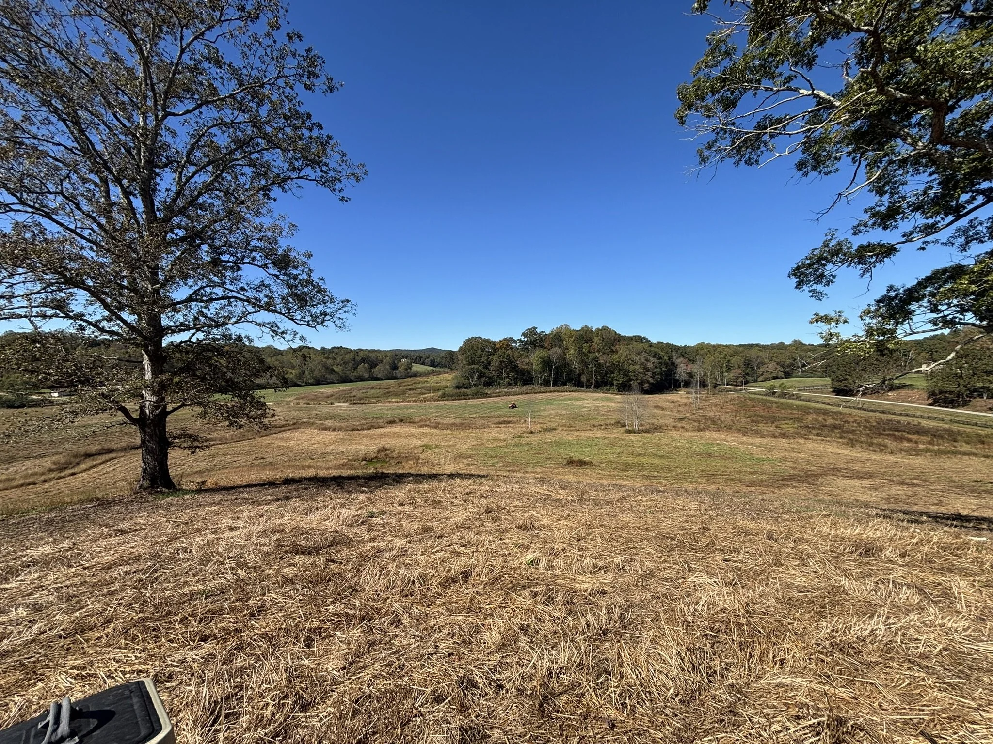 Open landscape with large trees, grassy hills, and a clear blue sky.