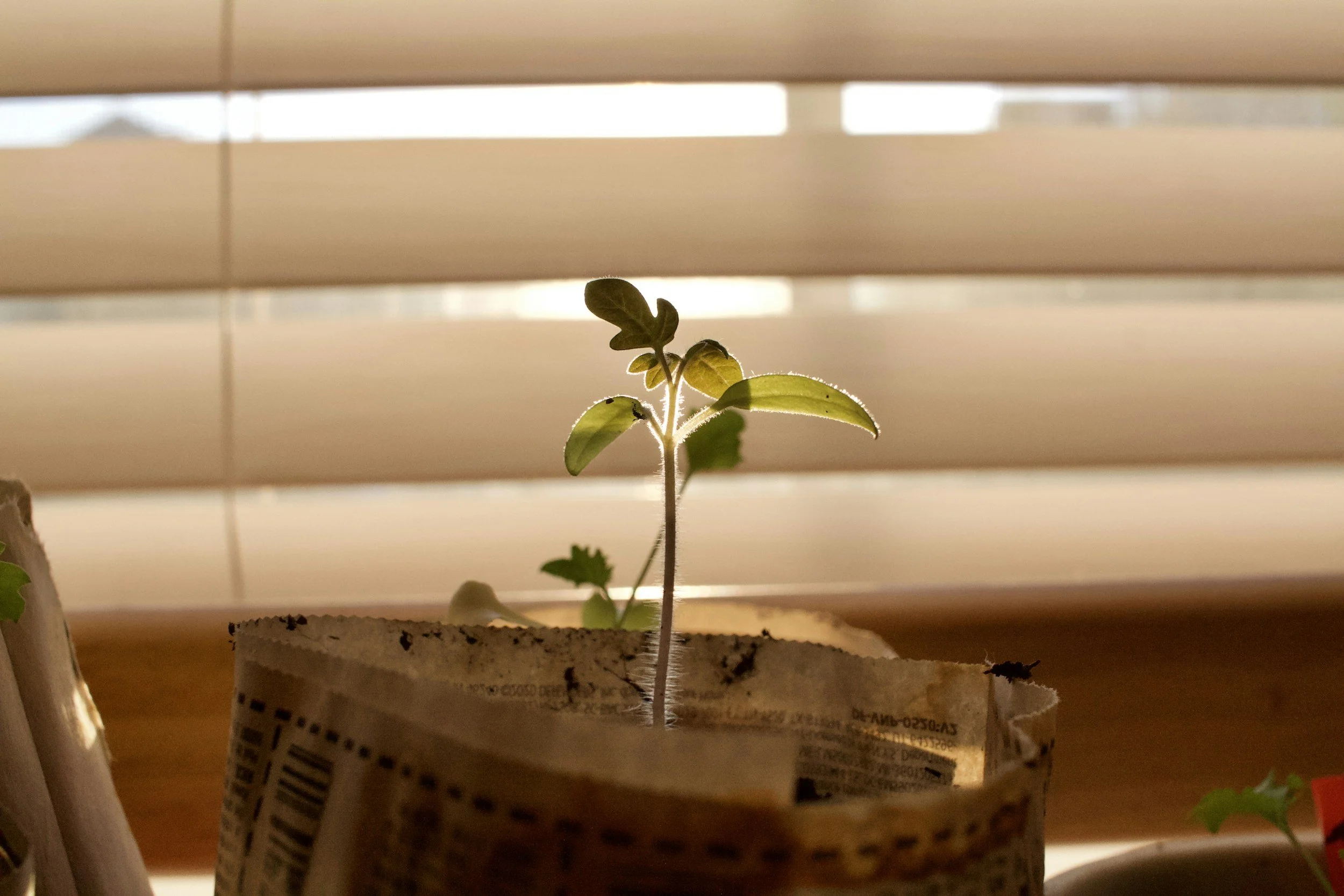 Young plant sprouting from soil in a container lined with newspaper, with window blinds and sunlight in the background.