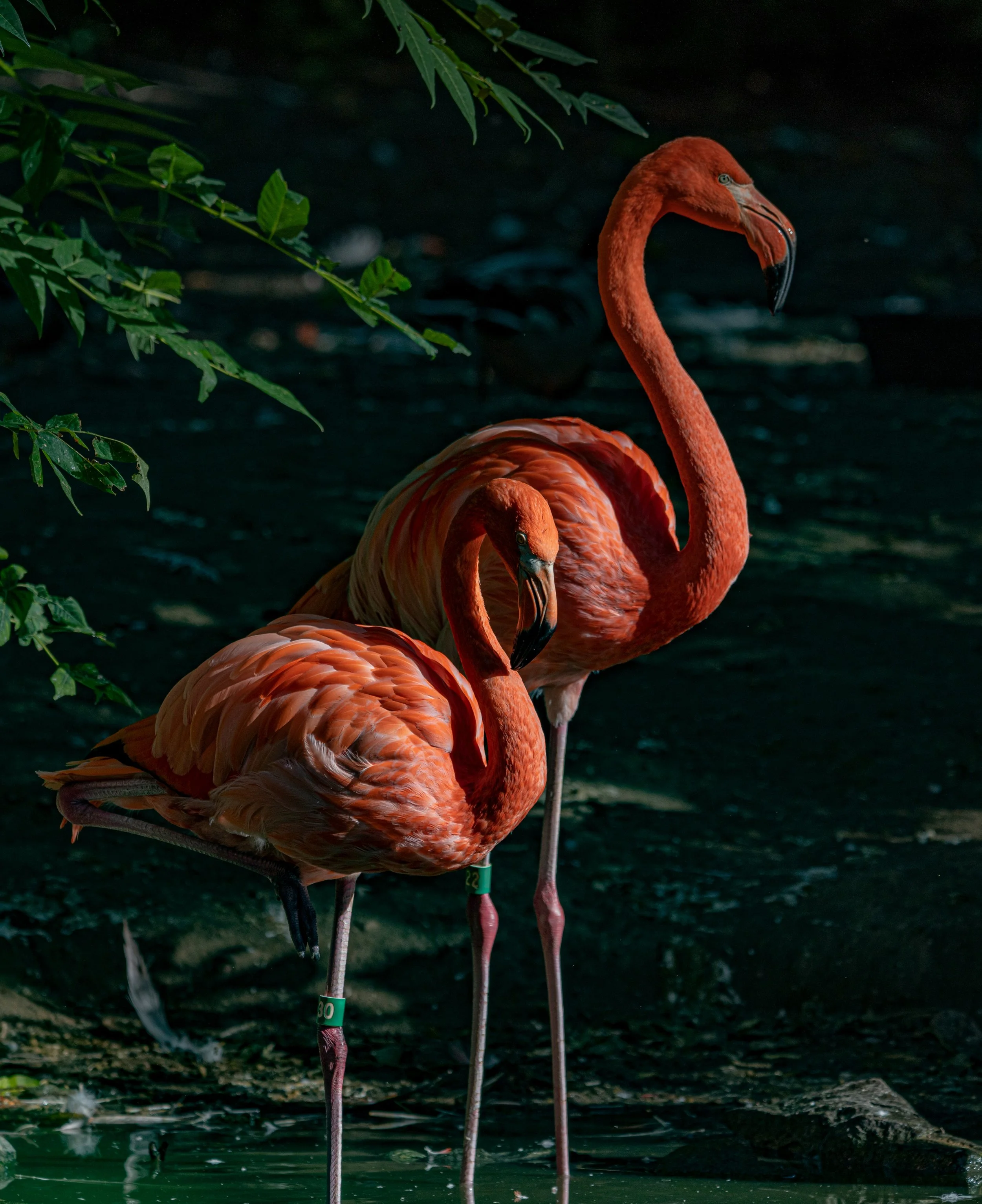 Two pink flamingos standing in water near green foliage.
