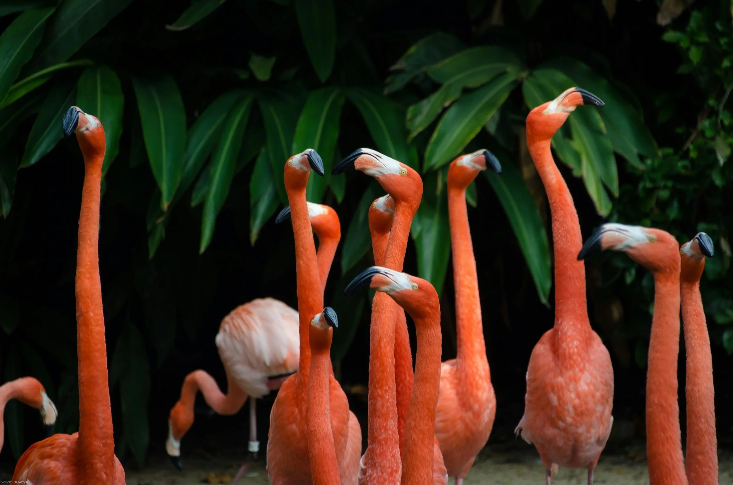 A group of pink flamingos standing among lush green leaves.