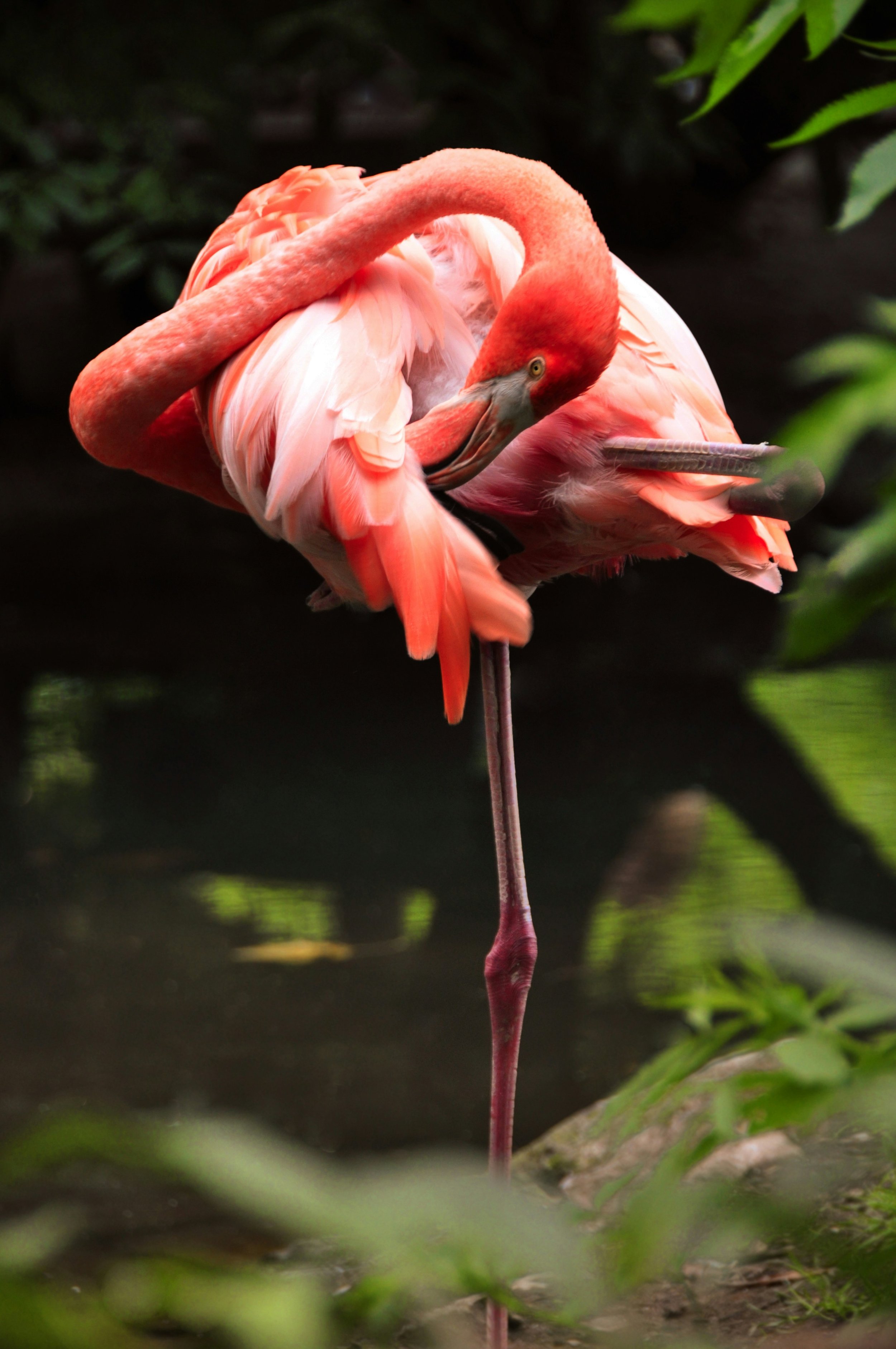 A pink flamingo standing on one leg in a natural setting with green leaves and dark background.