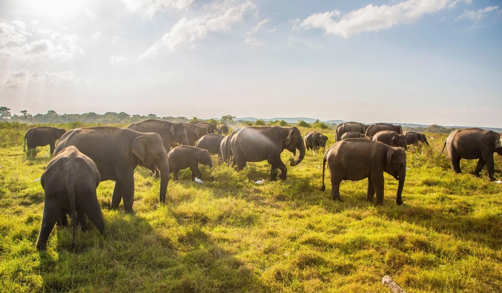 Dobrovolníci na Srí Lance pomáhají s péčí o slony v záchranném centru.