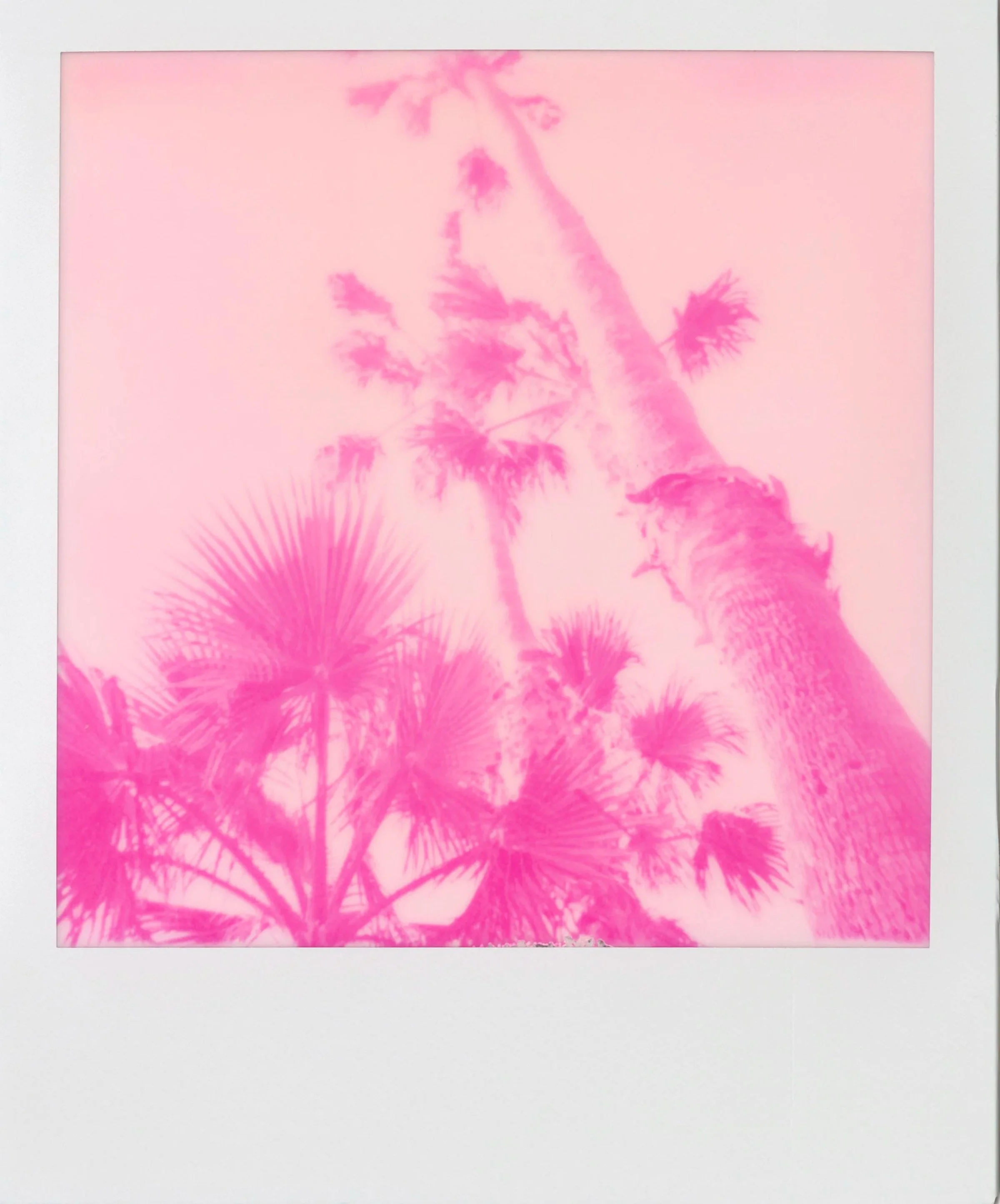 SUMMER CRUSH*