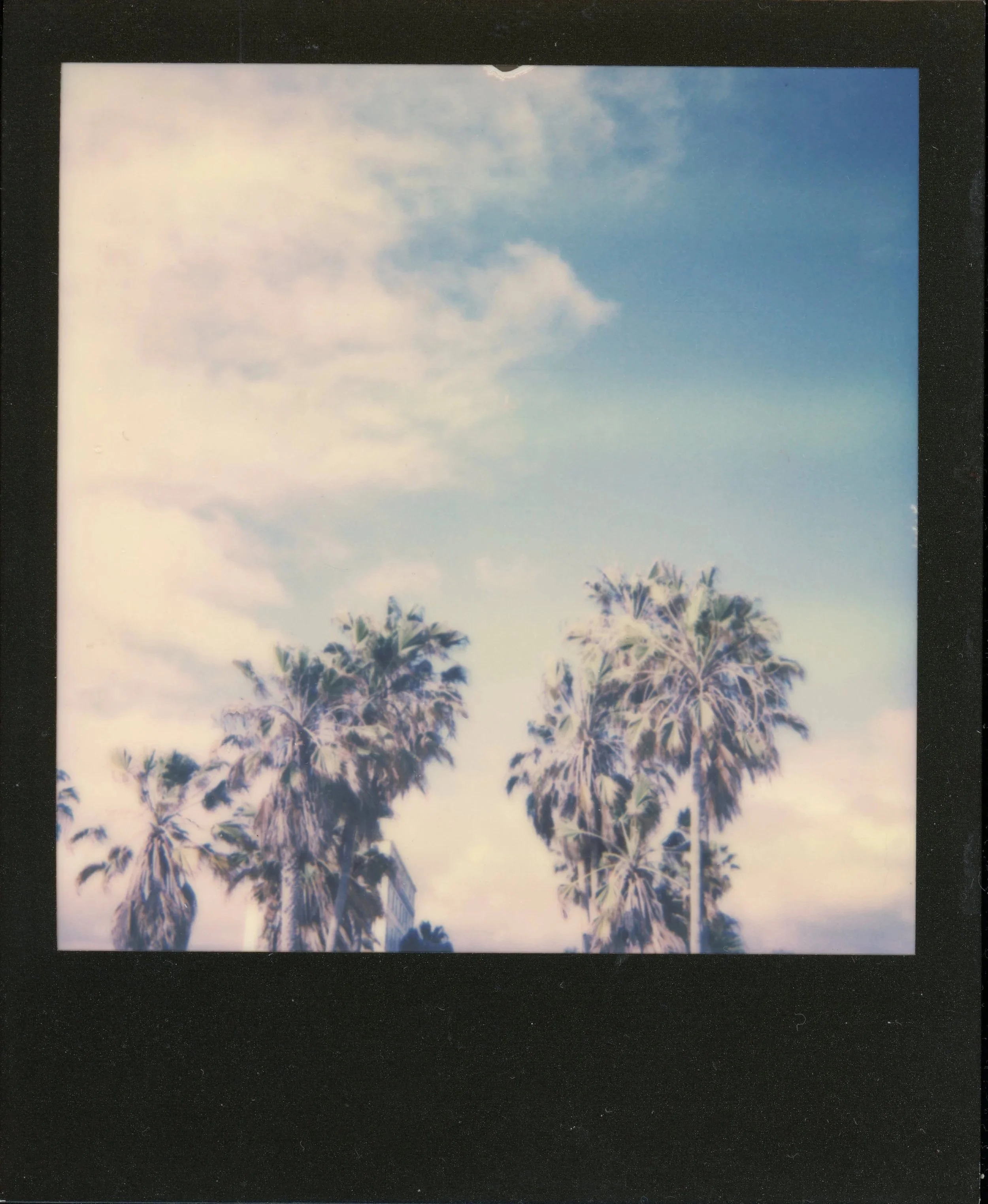 CALIFORNIA DREAMING*