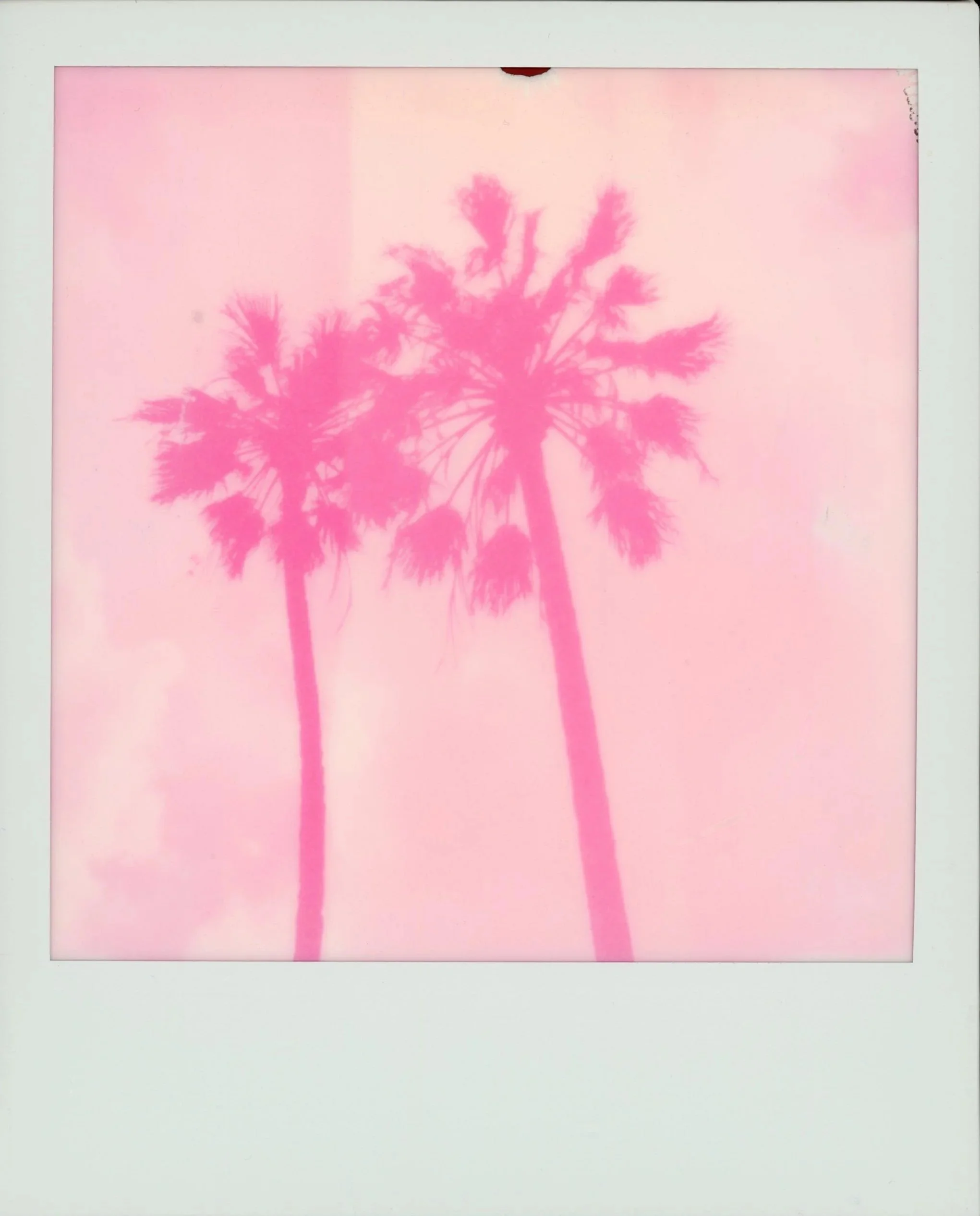 COTTON CANDY