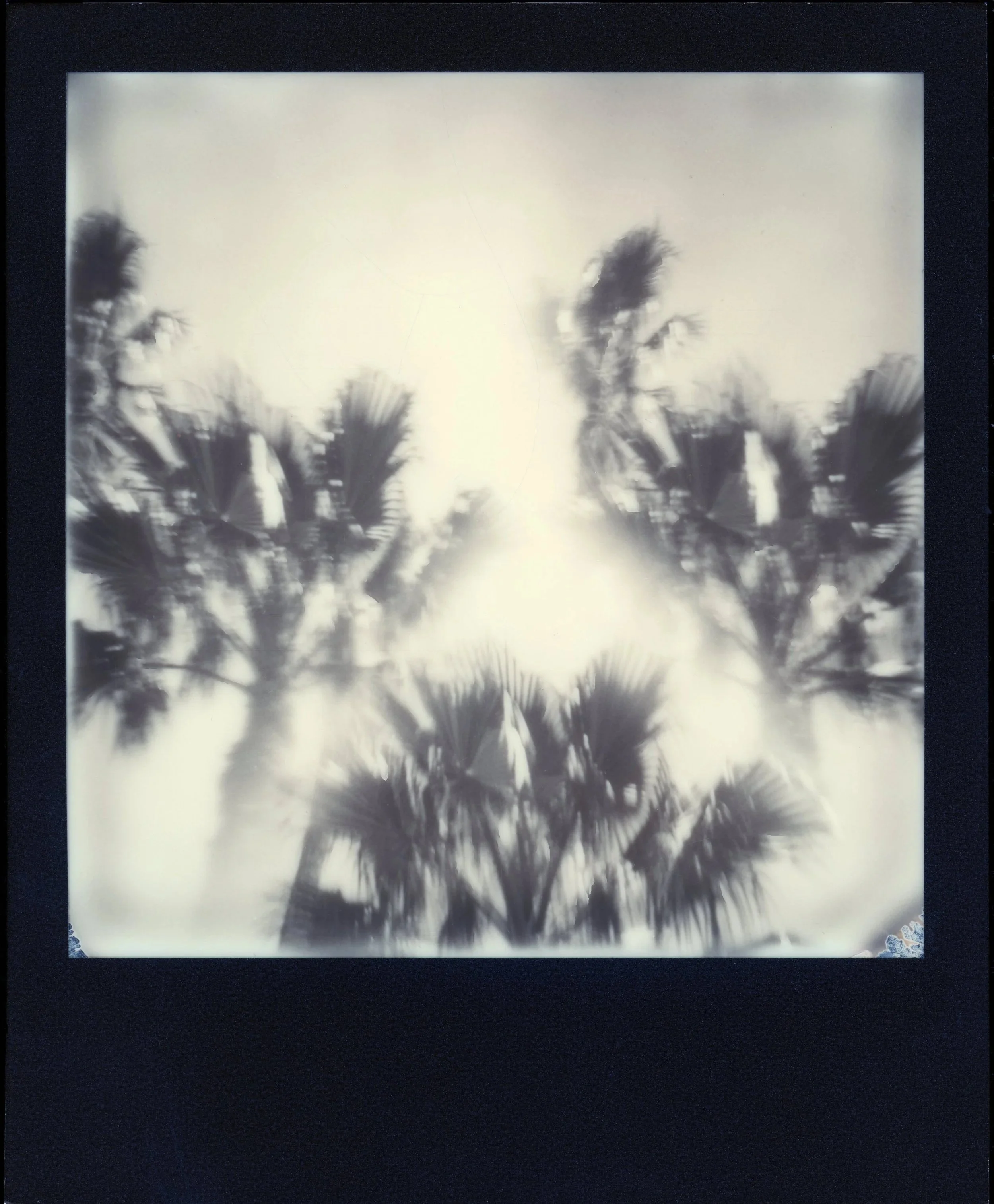PALM READER*