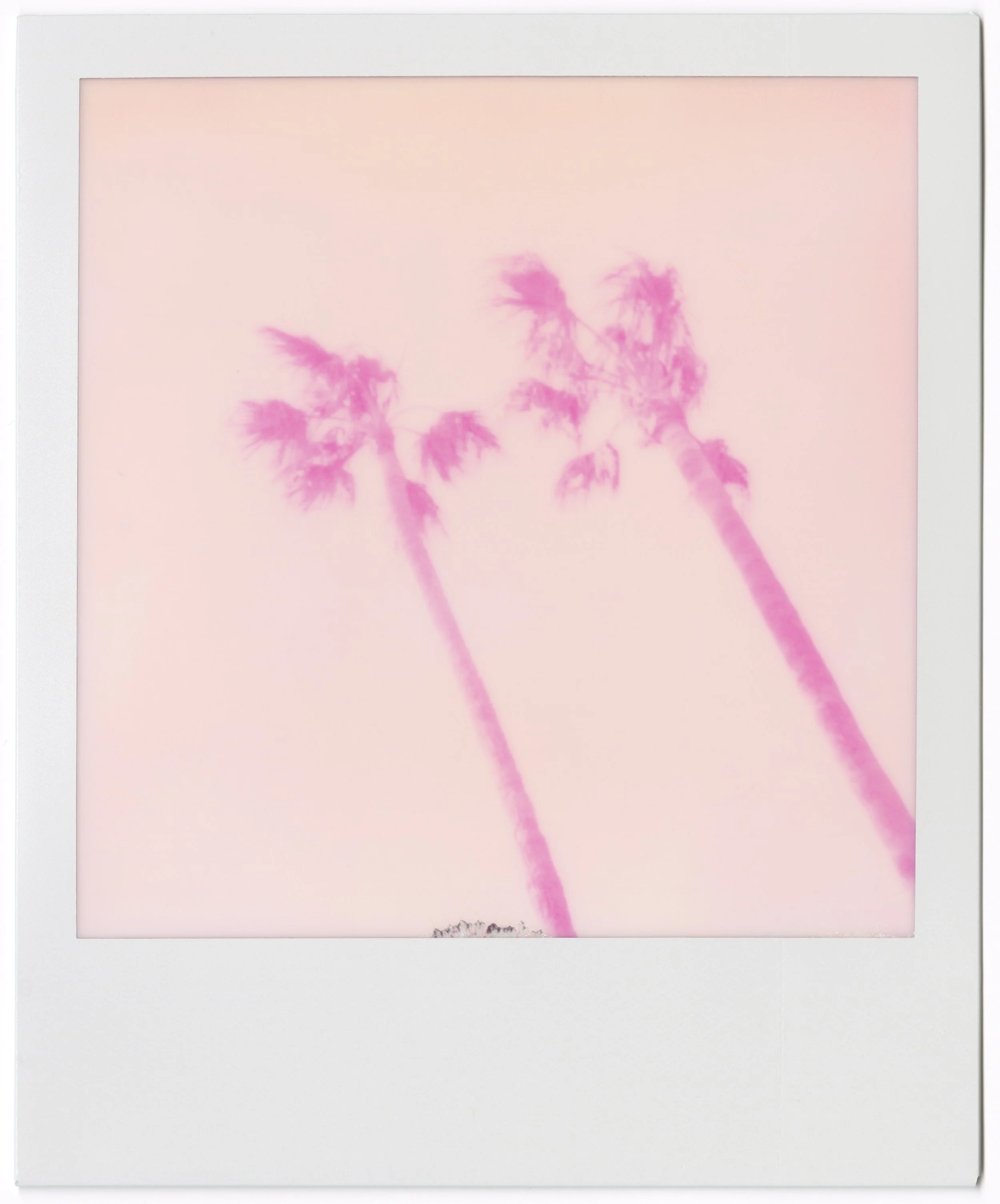PINK HAZE*