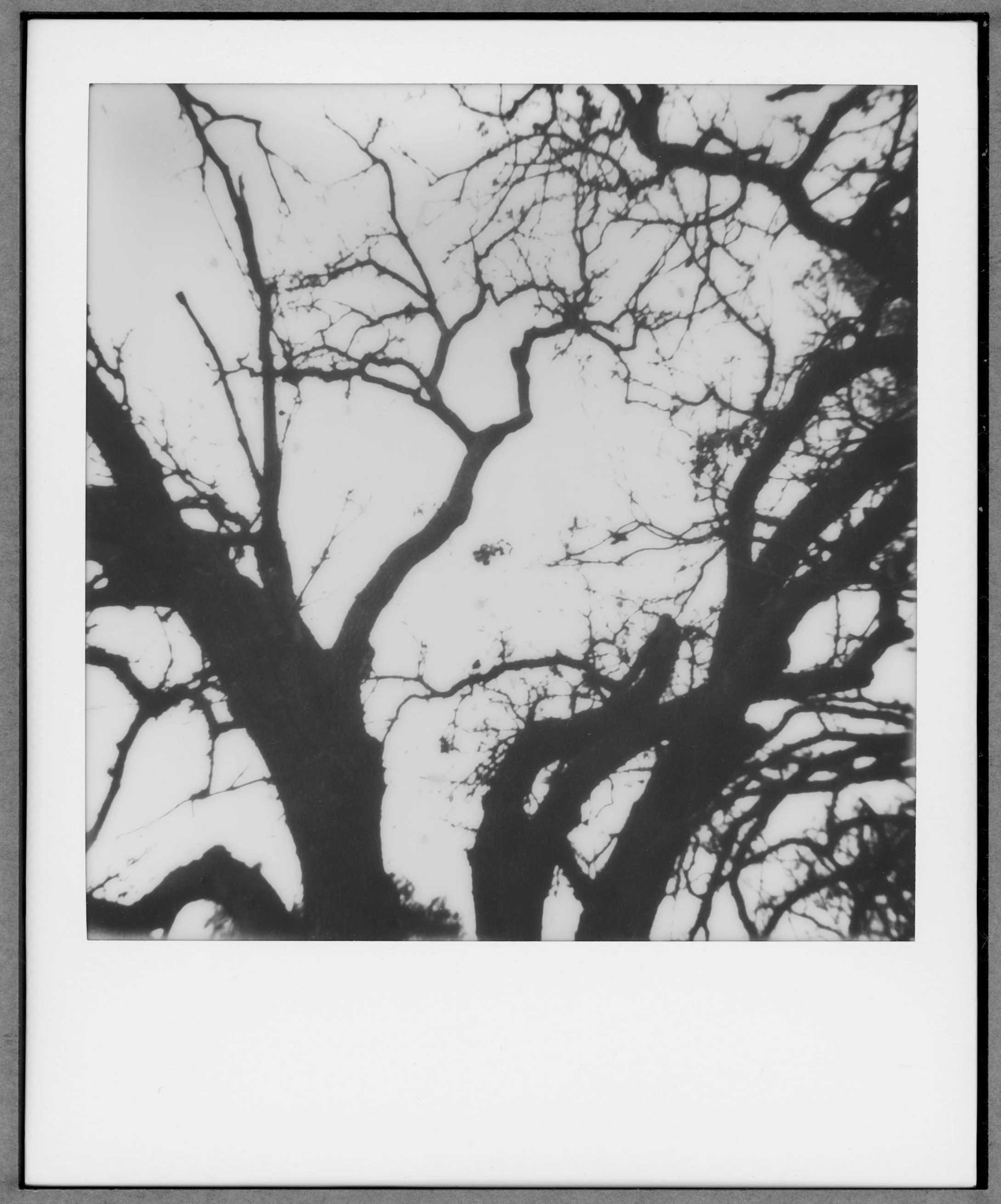 FAMILY TREE