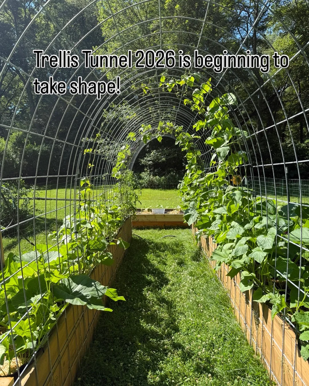 How We Built the Cattle Panel Trellis (And What We've Learned So Far)