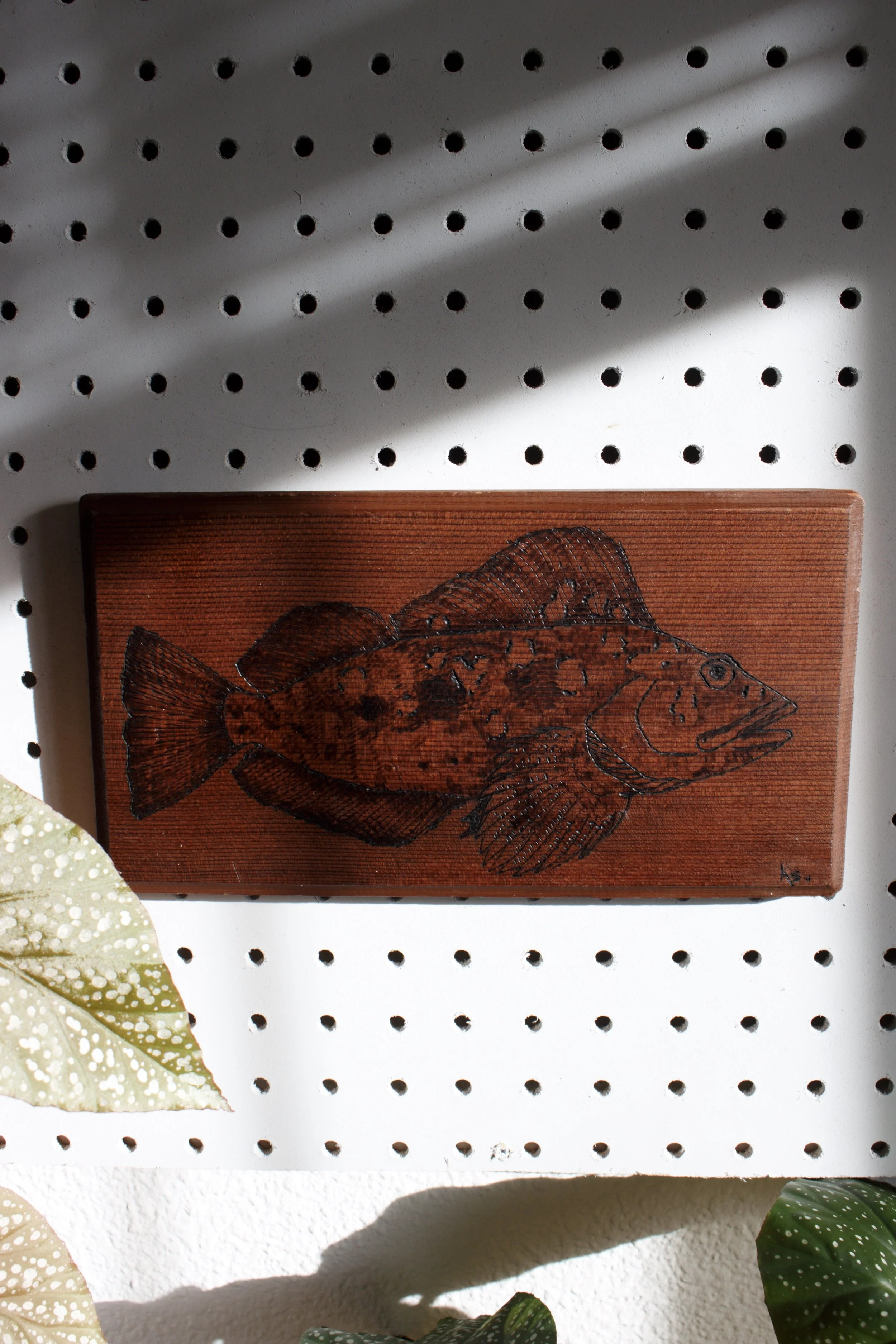 Kelp Greenling Wood Panel