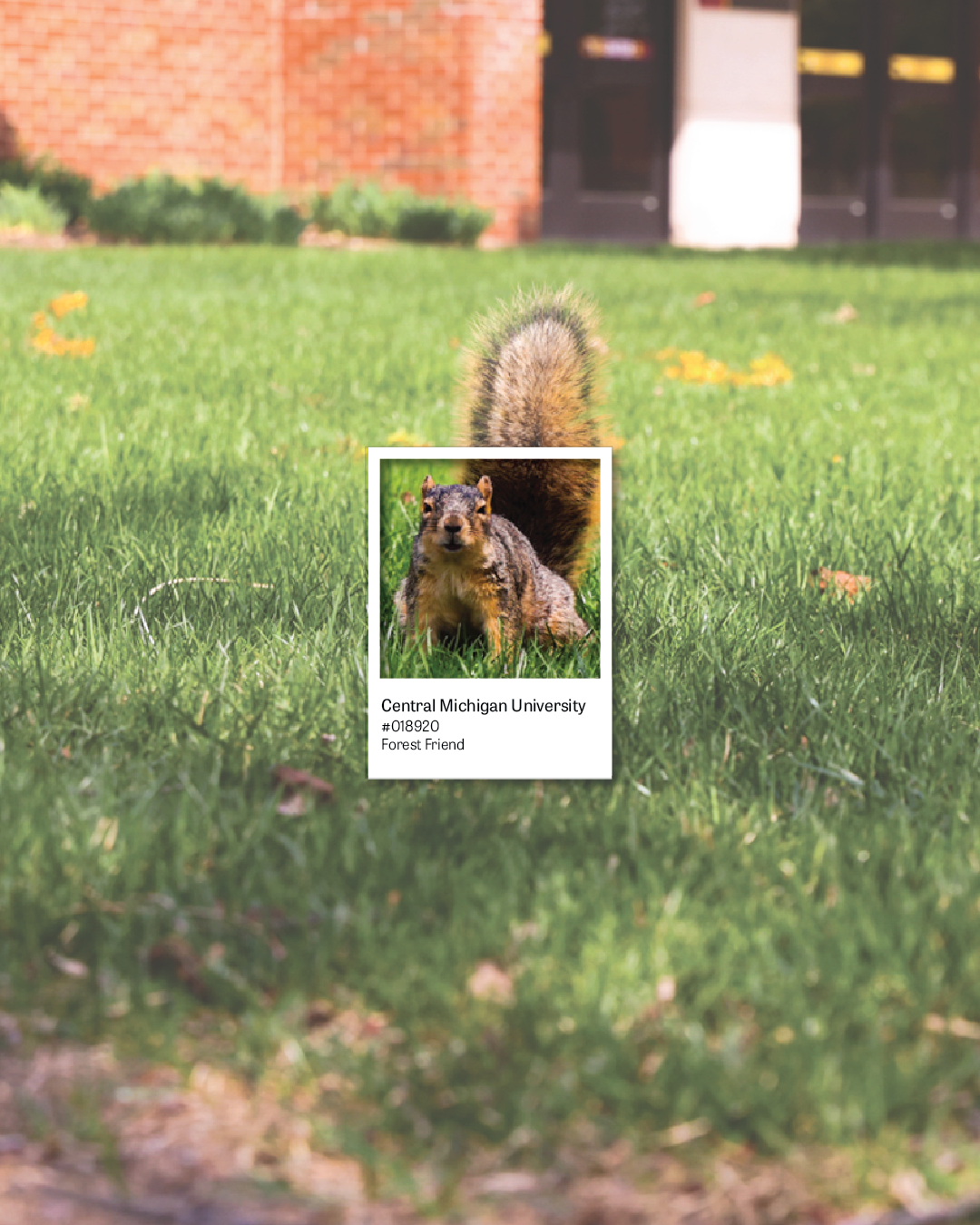 Spring Pantones of CMU 6.png