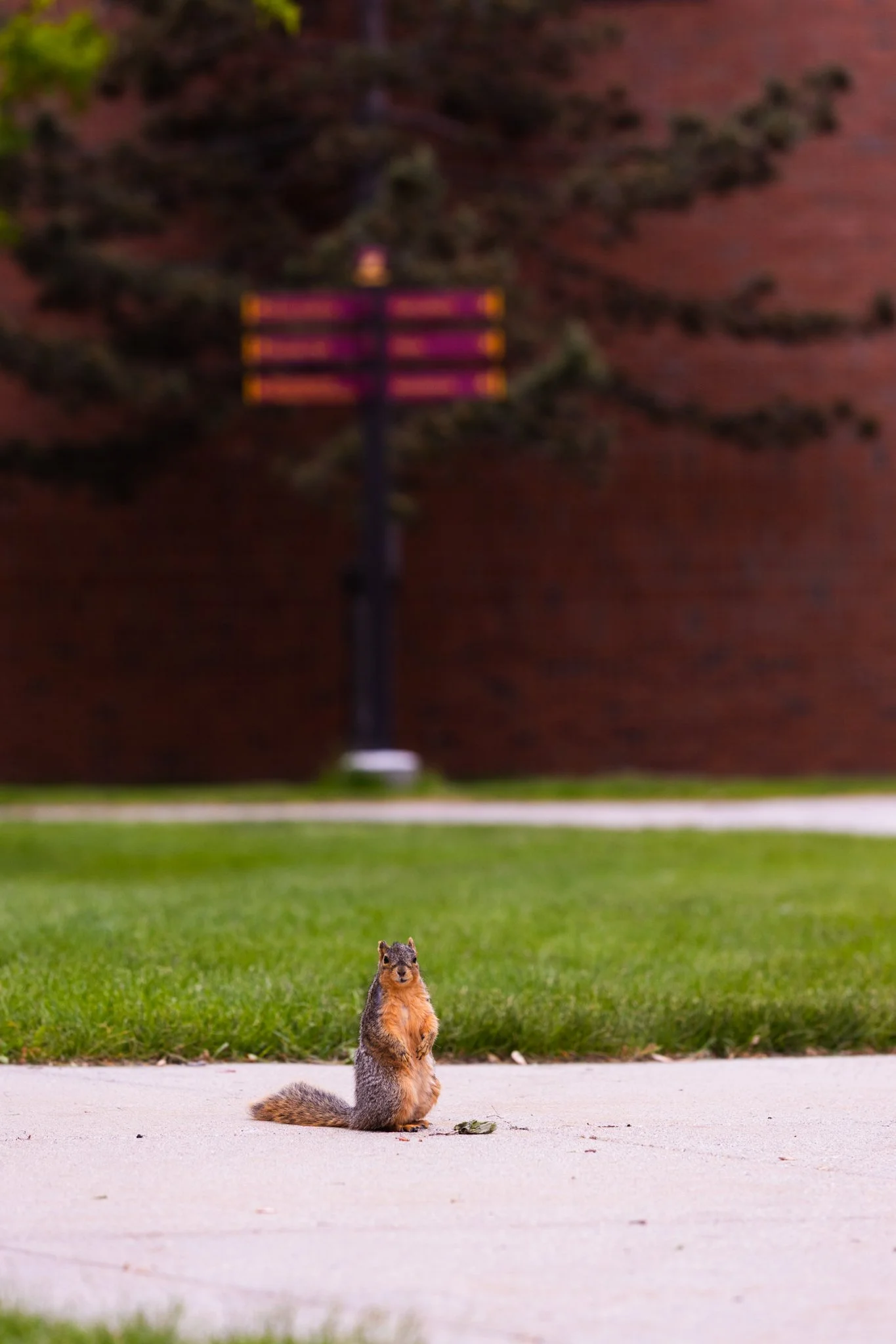 25-05-28 Campus Scenics AMG57.jpg