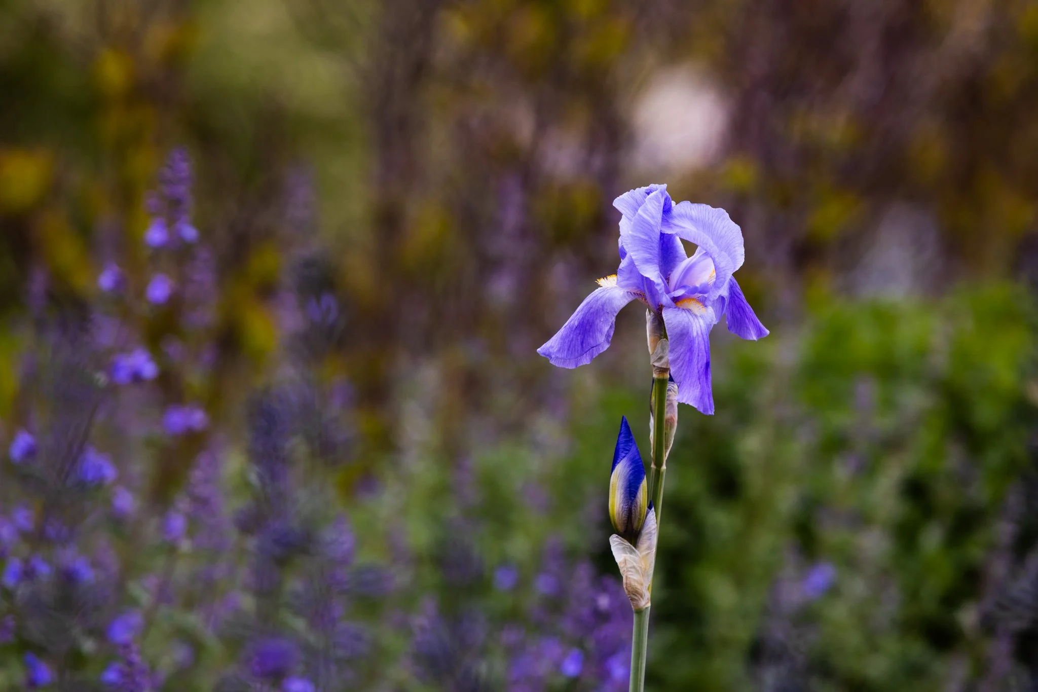 25-05-28 Campus Scenics AMG34.jpg