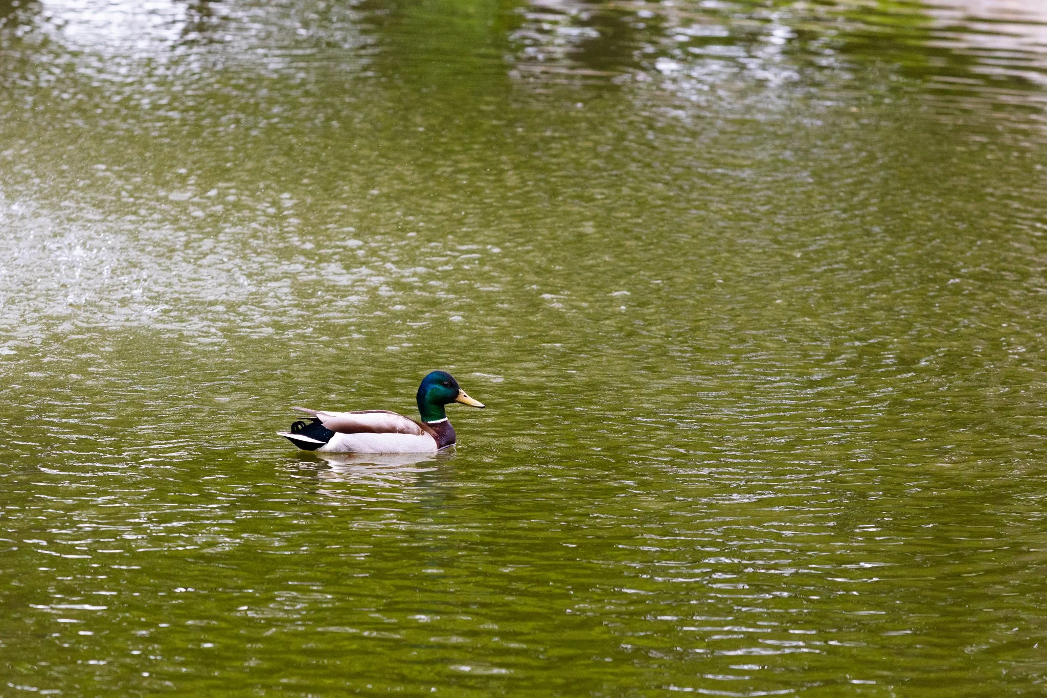 25-05-28 Campus Scenics AMG67.jpg