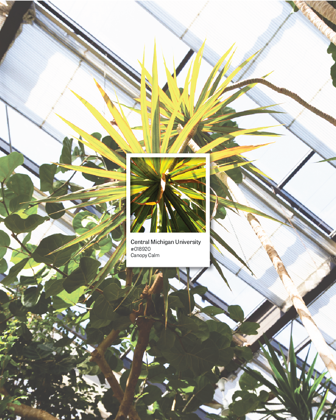 Spring Pantones of CMU 4.png