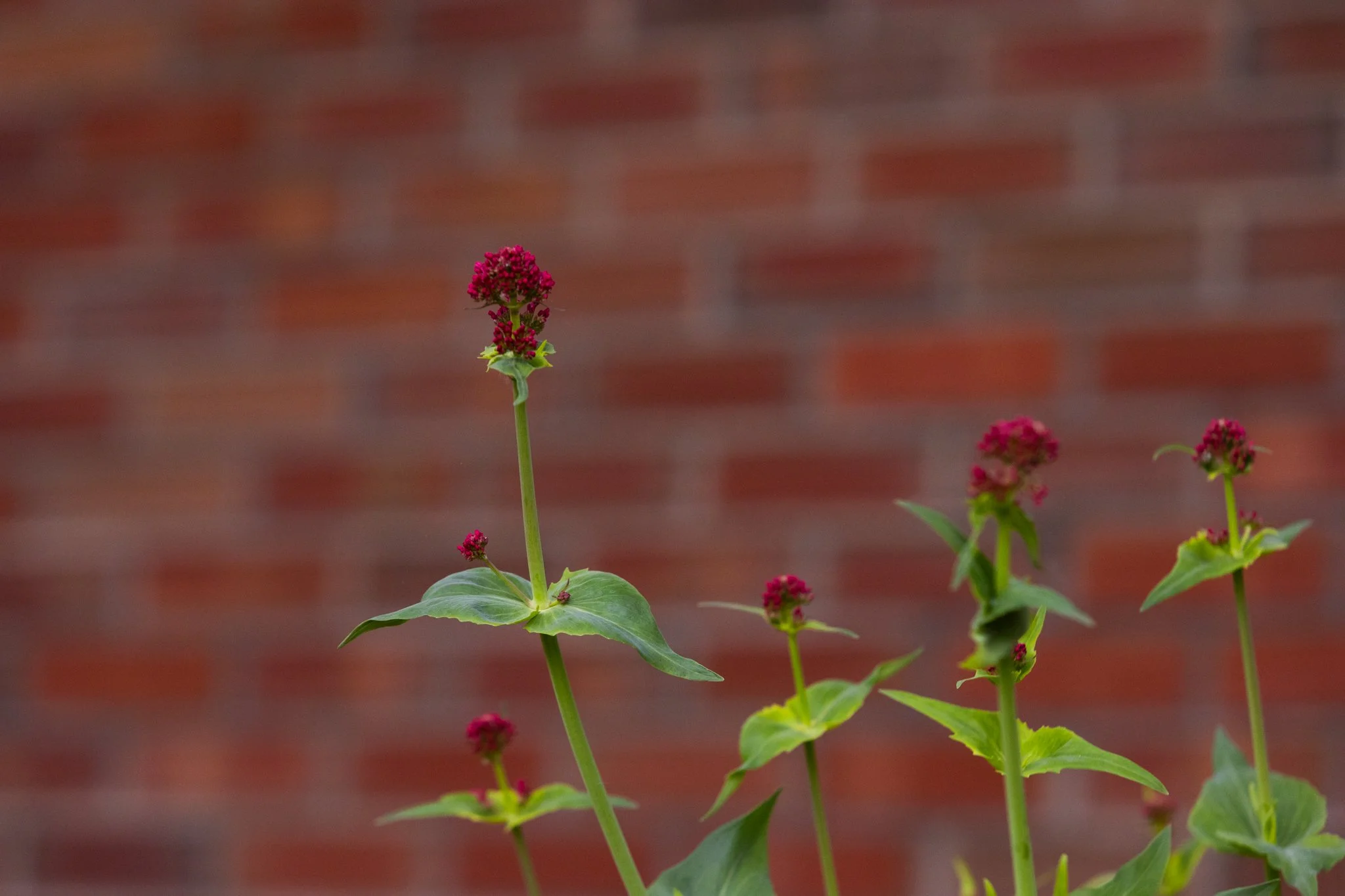 25-05-28 Campus Scenics AMG80.jpg