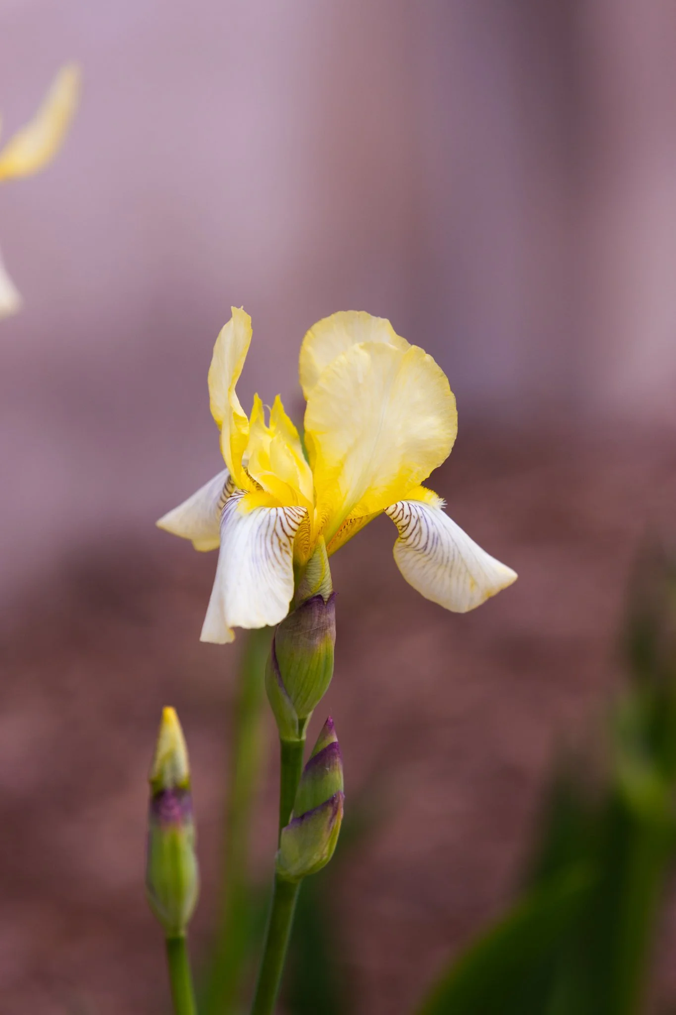 25-05-28 Campus Scenics AMG13.jpg