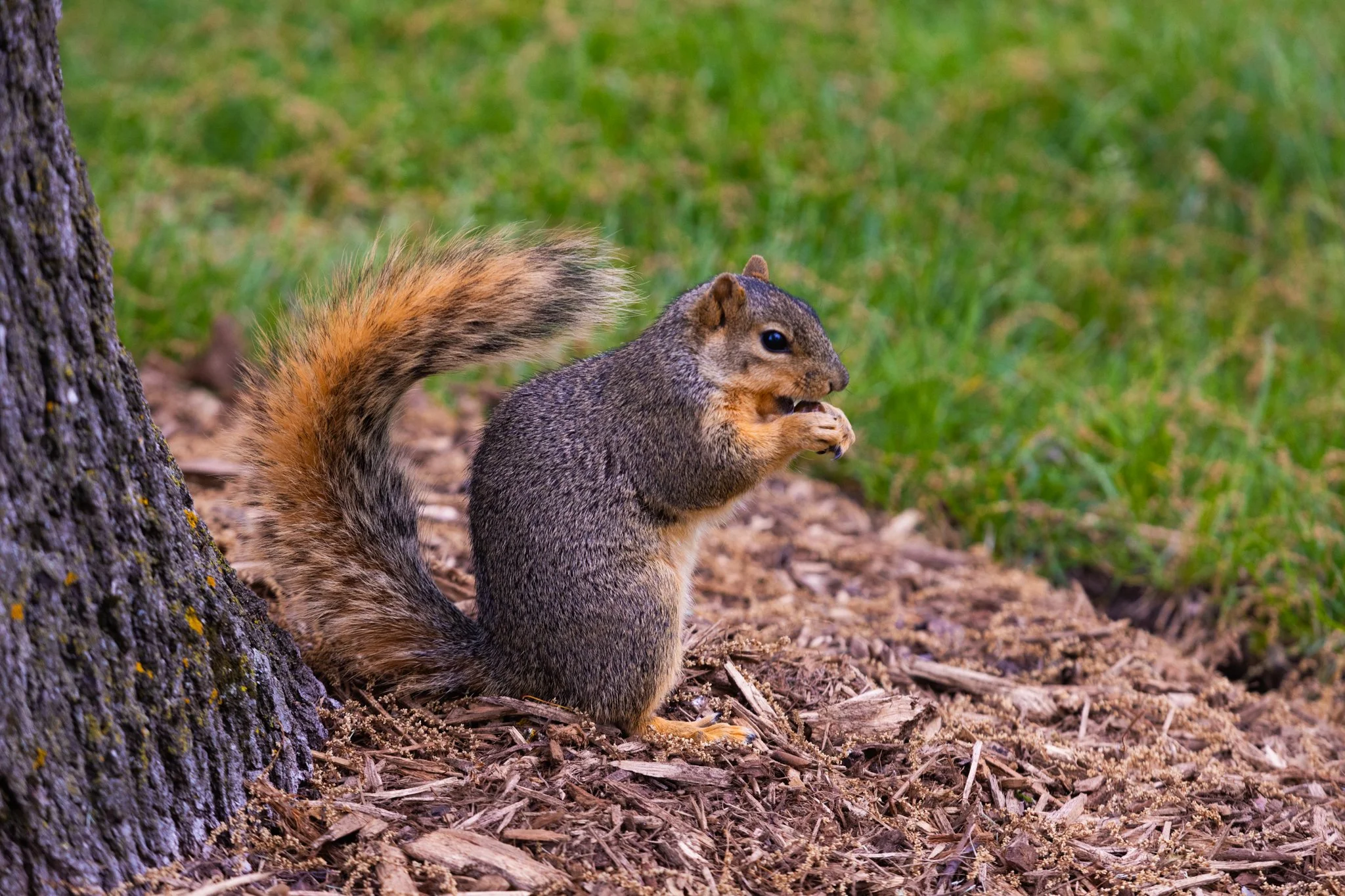 25-05-28 Campus Scenics AMG71.jpg