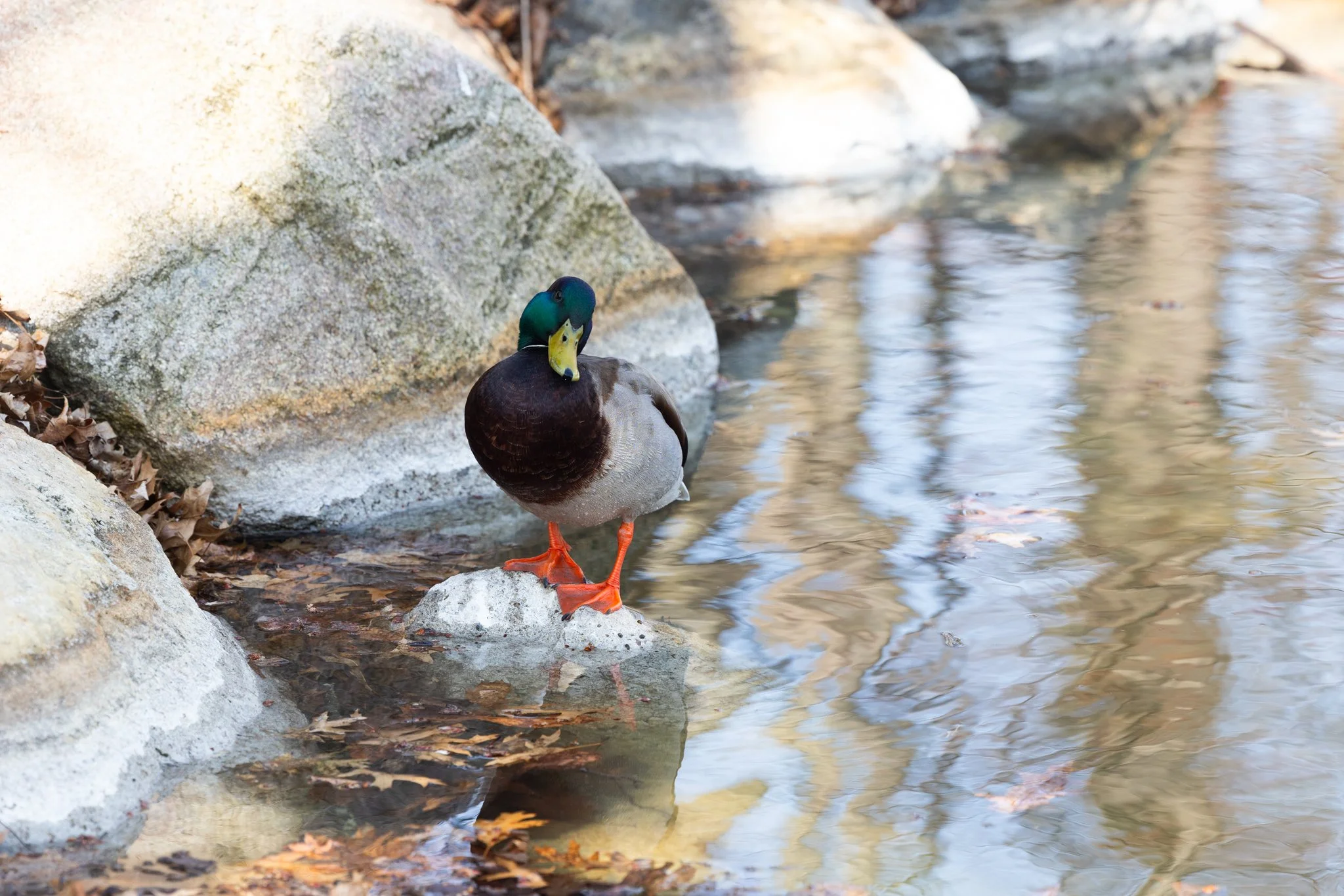 25-04-17 Campus Scenics AMG-42.jpg