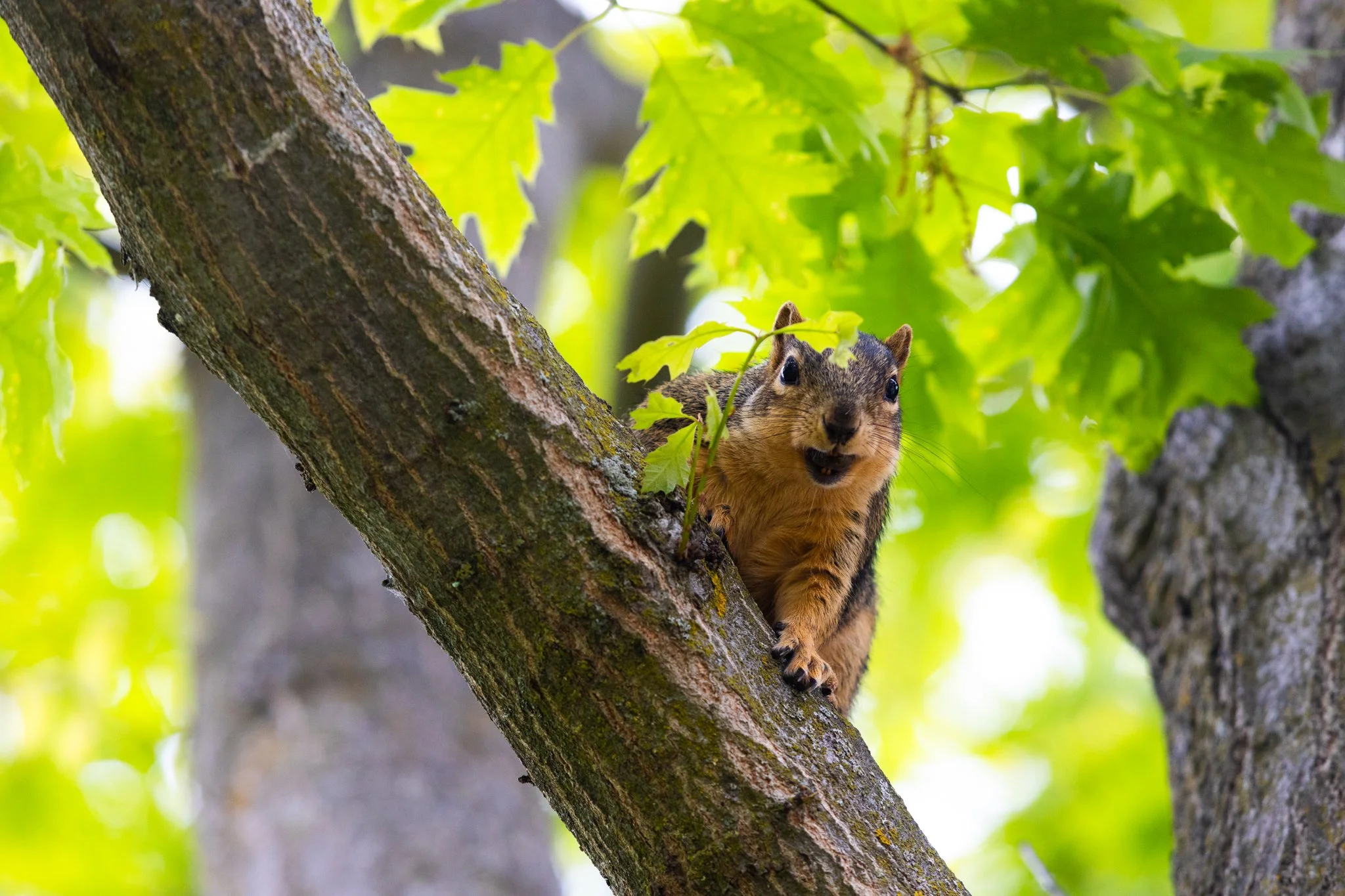 25-05-28 Campus Scenics AMG69.jpg