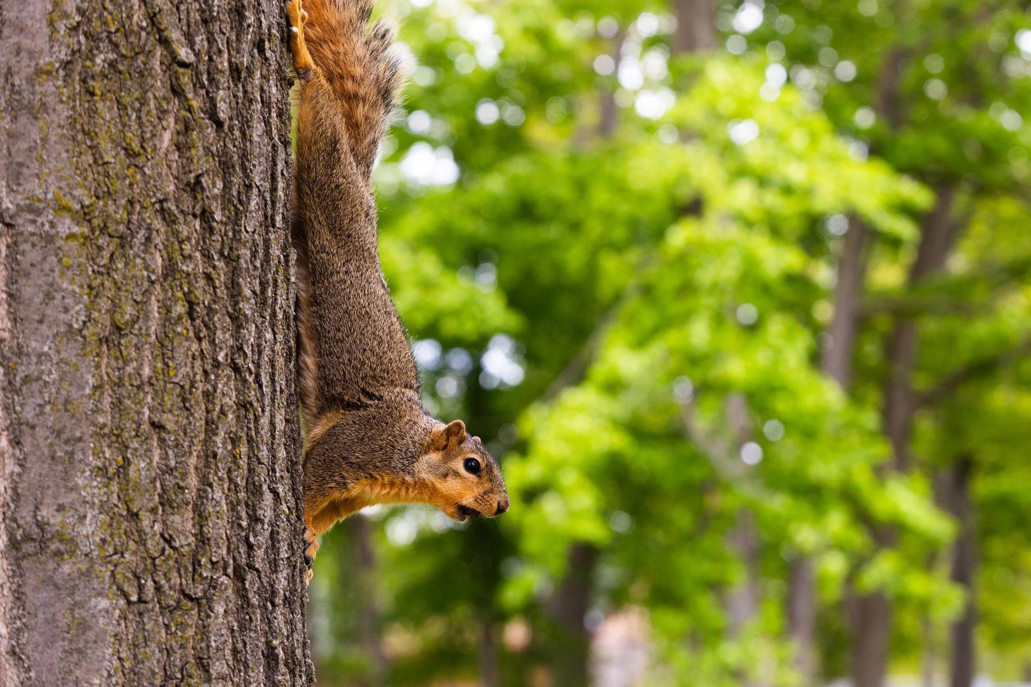 25-05-28 Campus Scenics AMG44.jpg