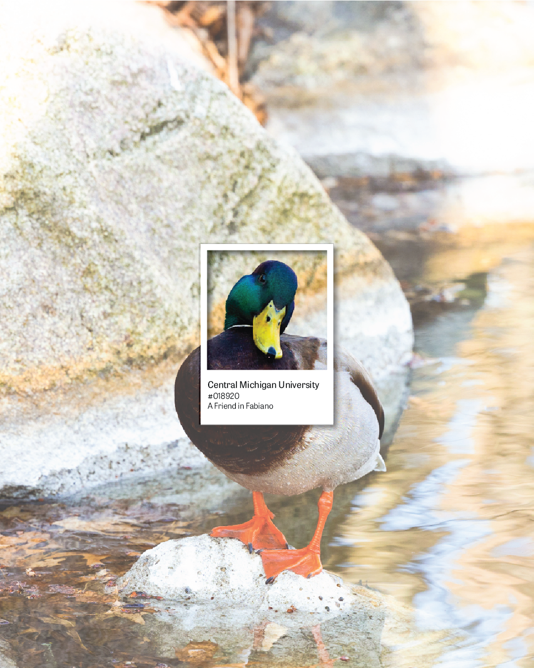 Spring Pantones of CMU 7.png