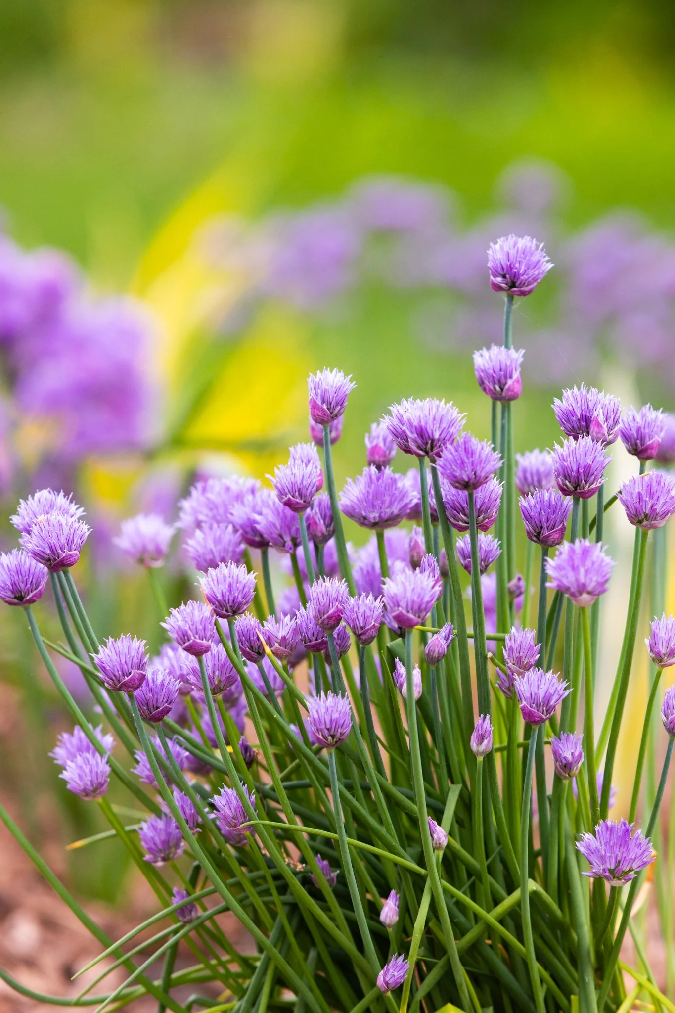 25-05-28 Campus Scenics AMG14.jpg