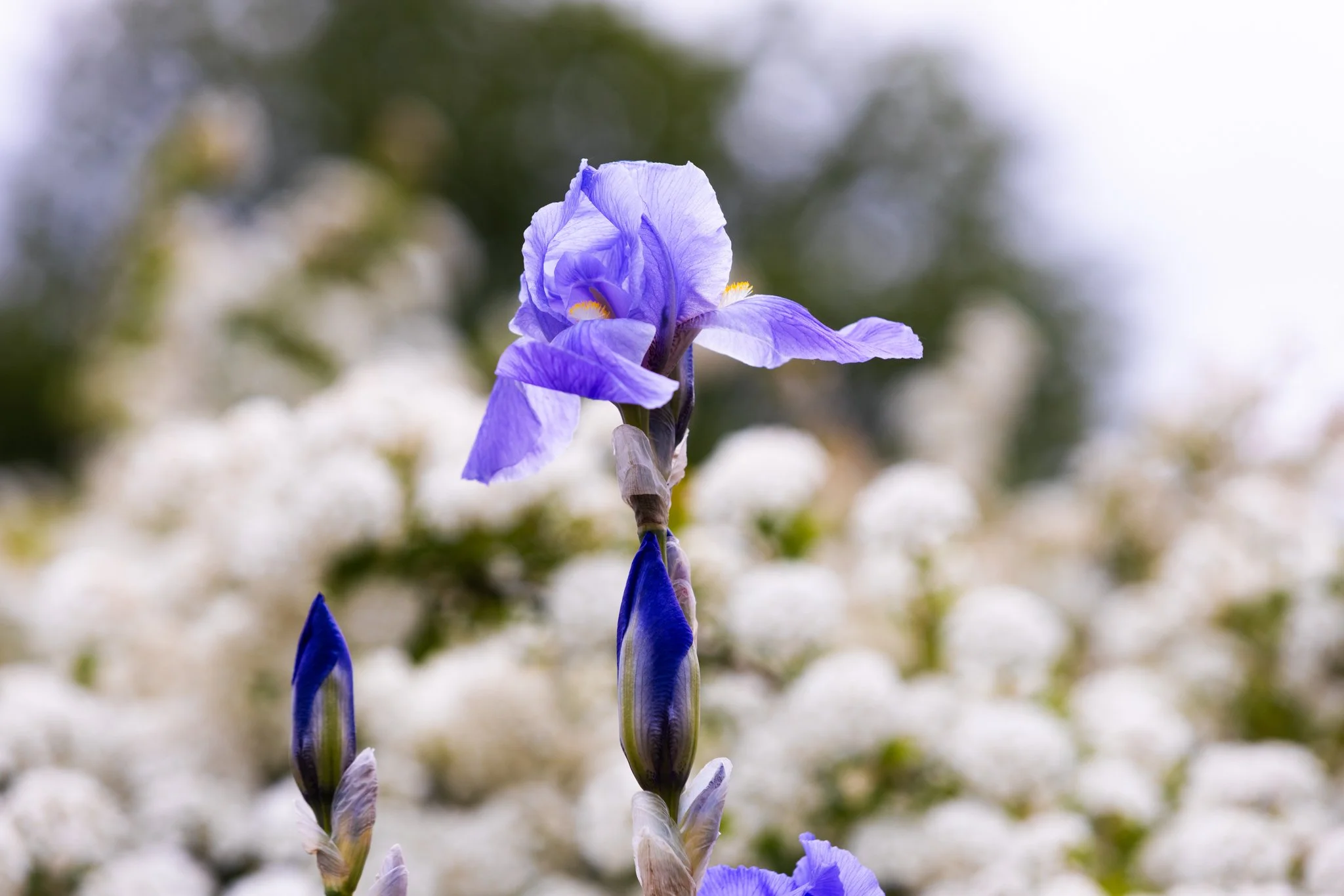 25-05-28 Campus Scenics AMG33.jpg