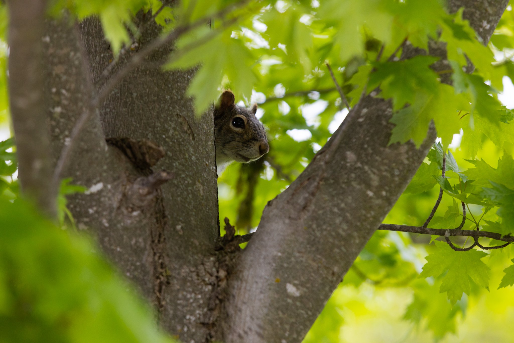 25-05-28 Campus Scenics AMG25.jpg