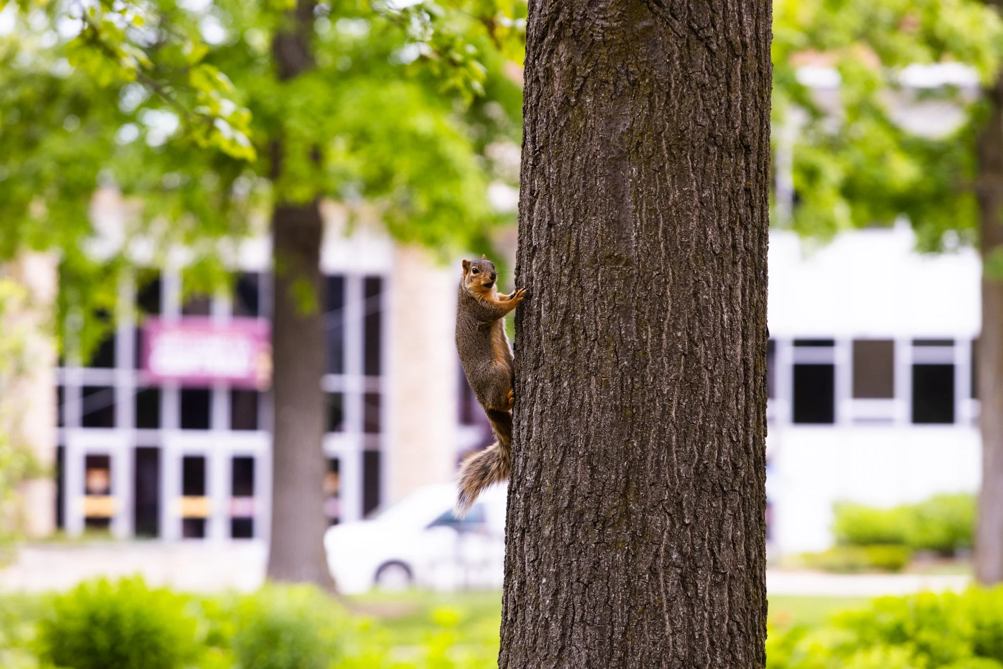 25-05-28 Campus Scenics AMG68.jpg