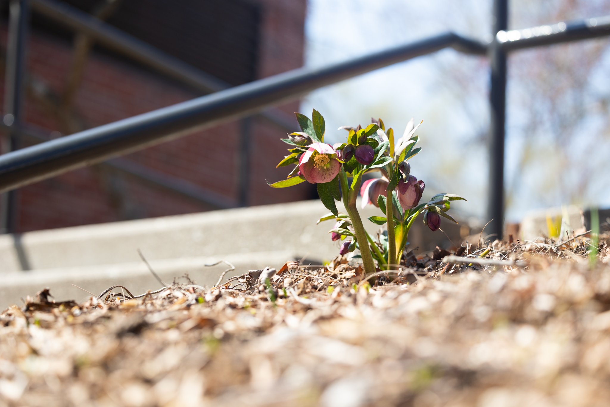 25-04-17 Campus Scenics AMG-43.jpg