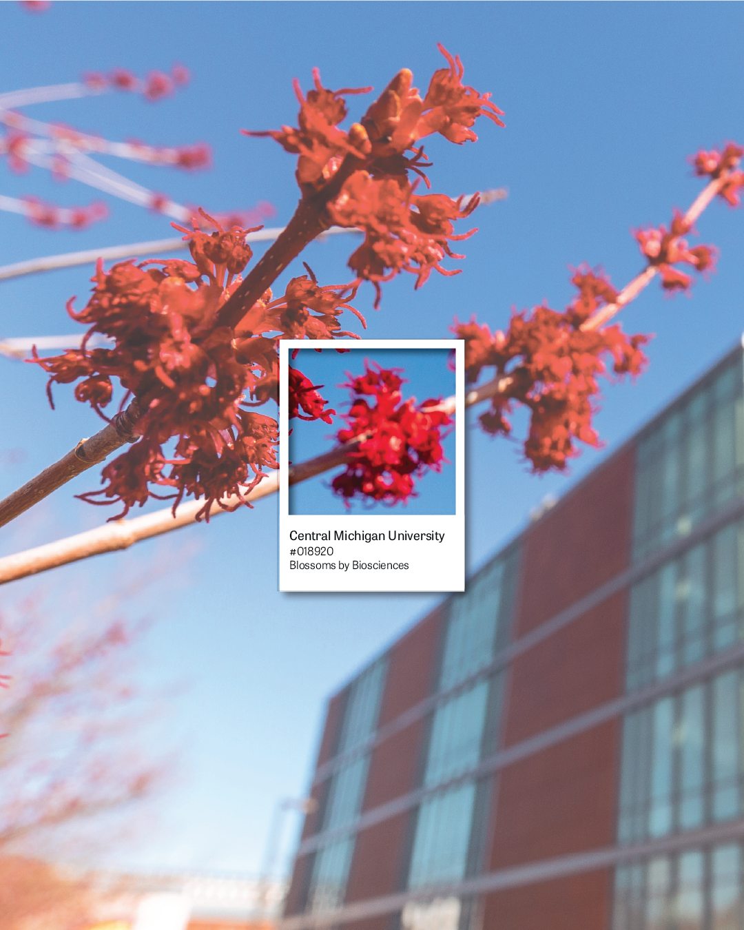 Spring Pantones of CMU 2.png