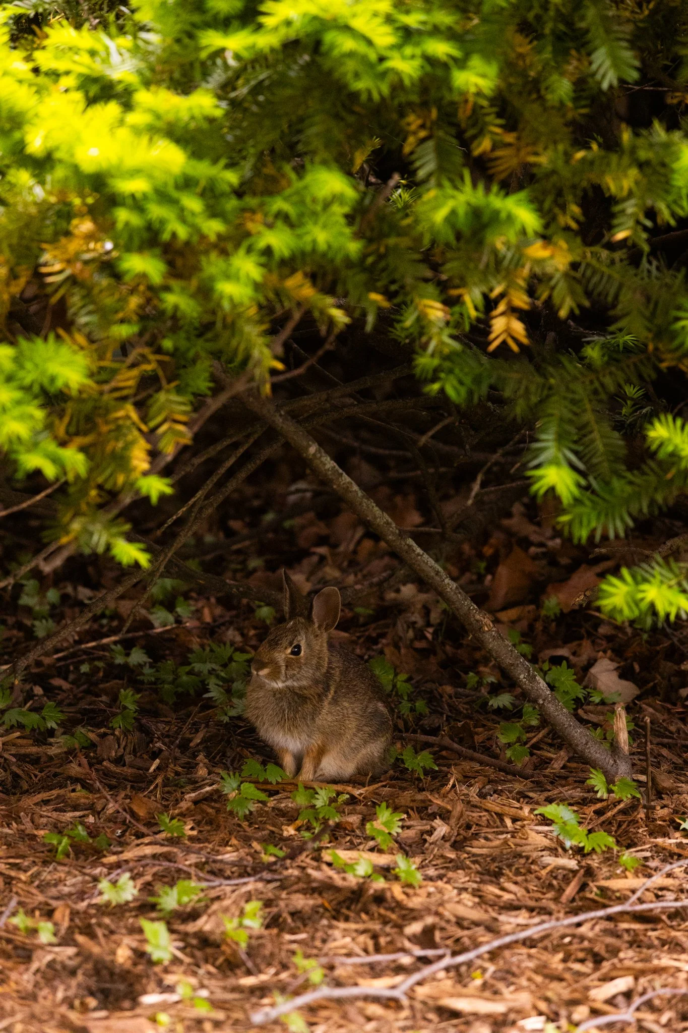 25-05-28 Campus Scenics AMG5.jpg