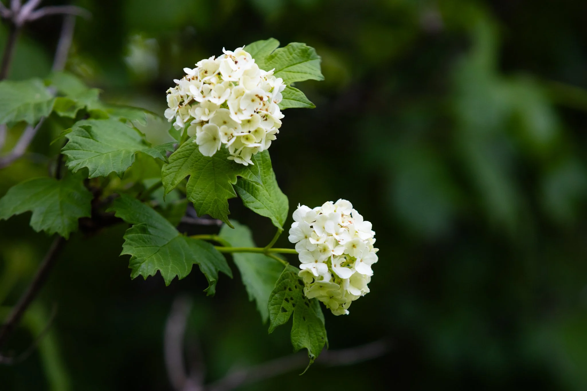 25-05-28 Campus Scenics AMG22.jpg