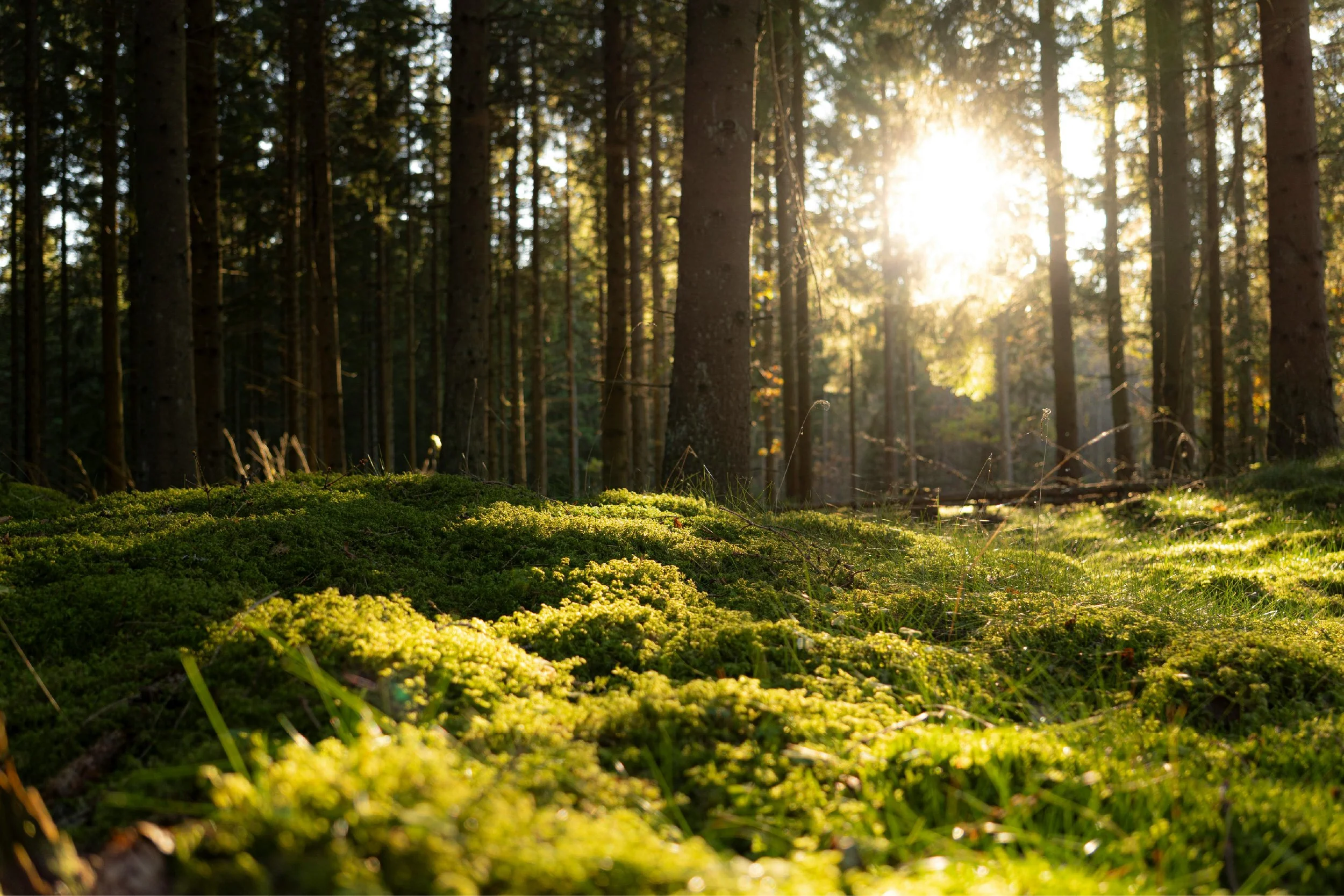 Forrest floor with moss