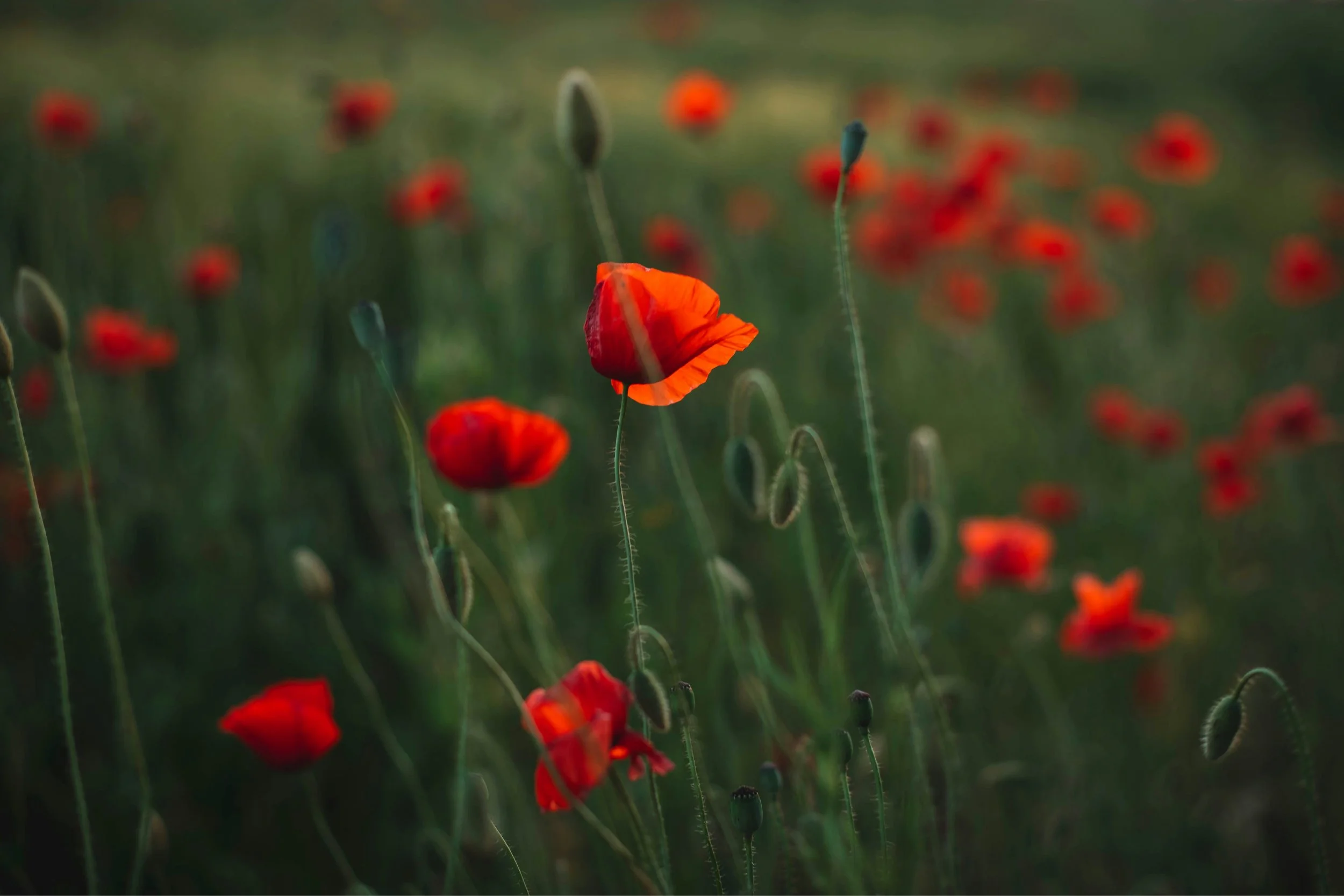 Poppies in a field